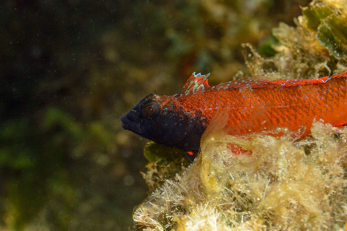 Peperoncino (Tripterygion tripteronotum)