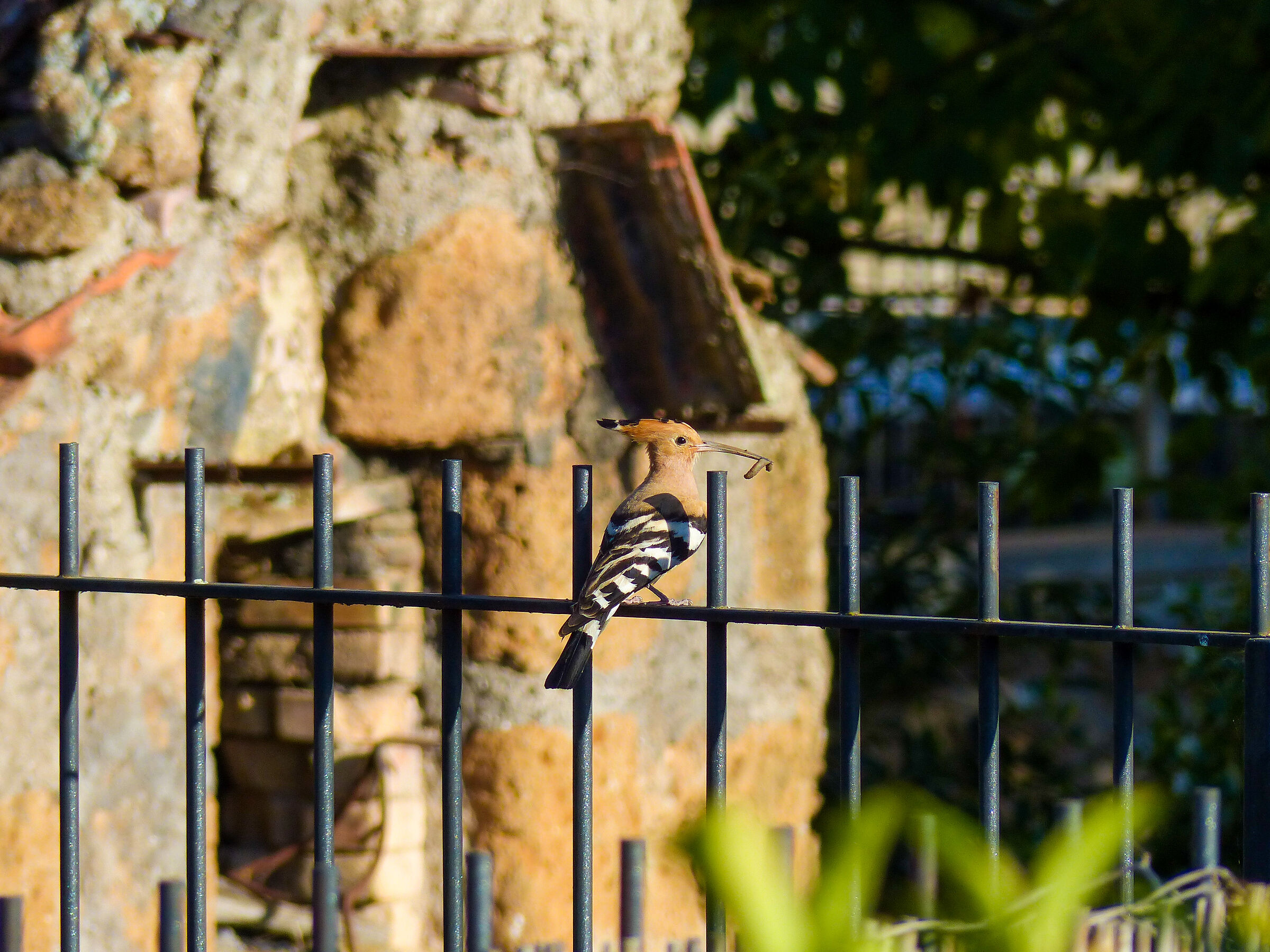 Hoopoe