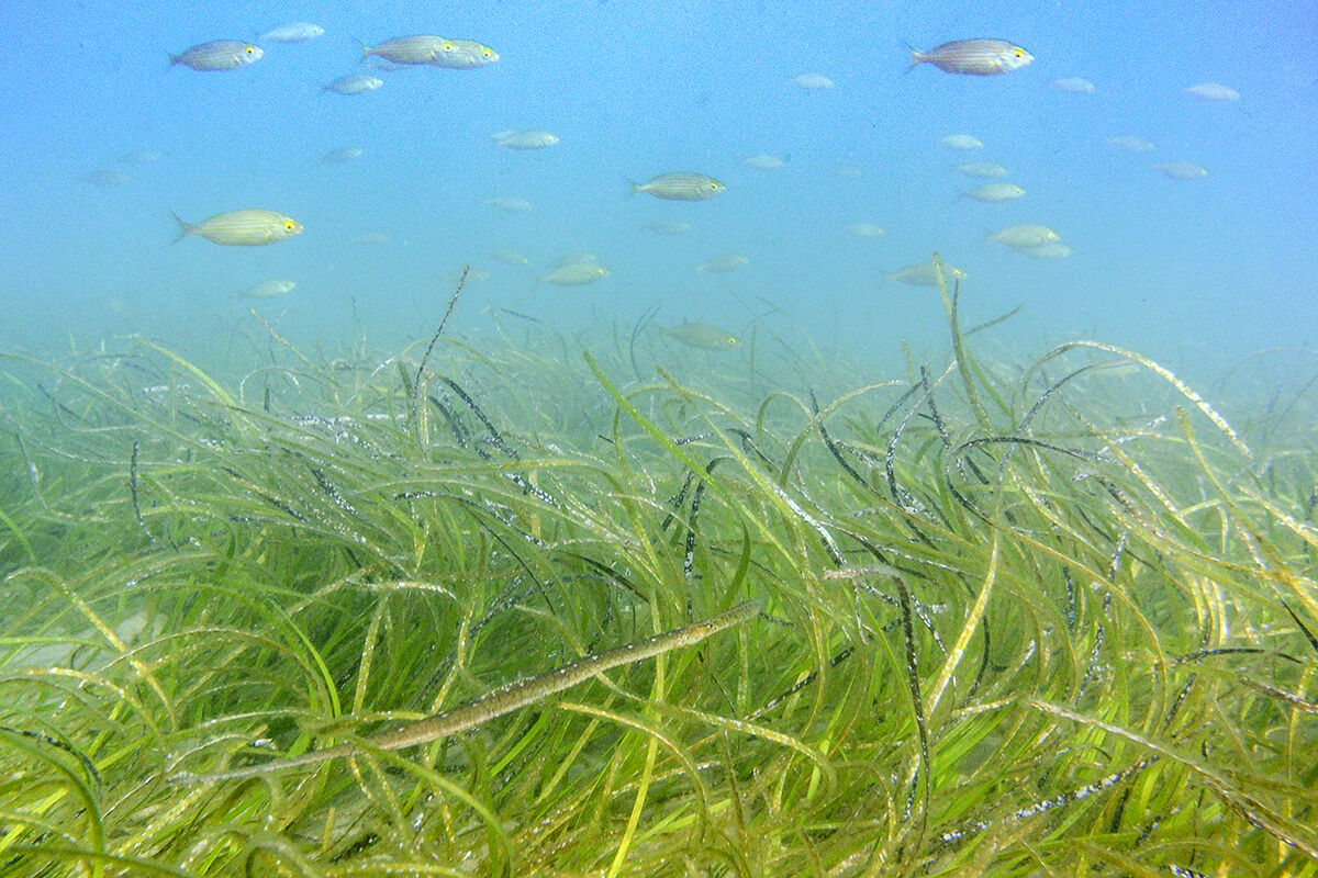 Pesce ago cavallino med. e giovani Salpe su Cymodocea