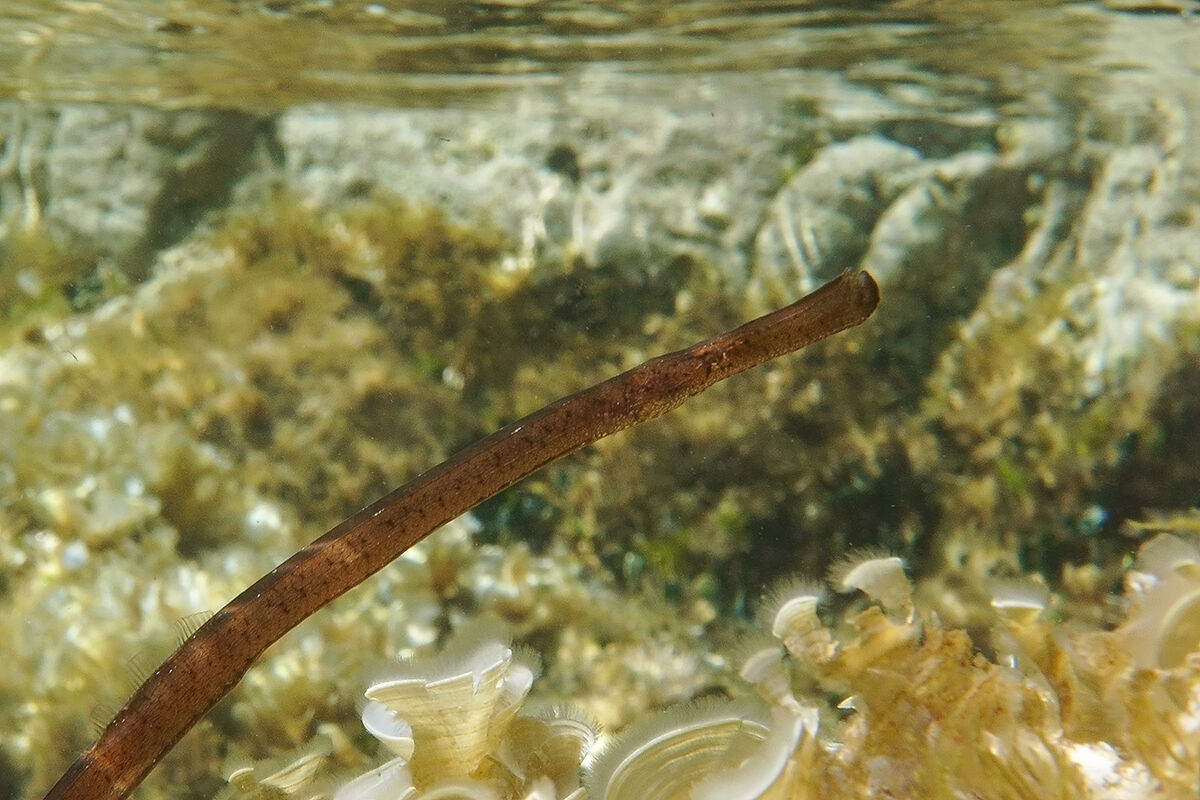 Pesce ago cavallino mediterraneo (Syngnathus typhle)