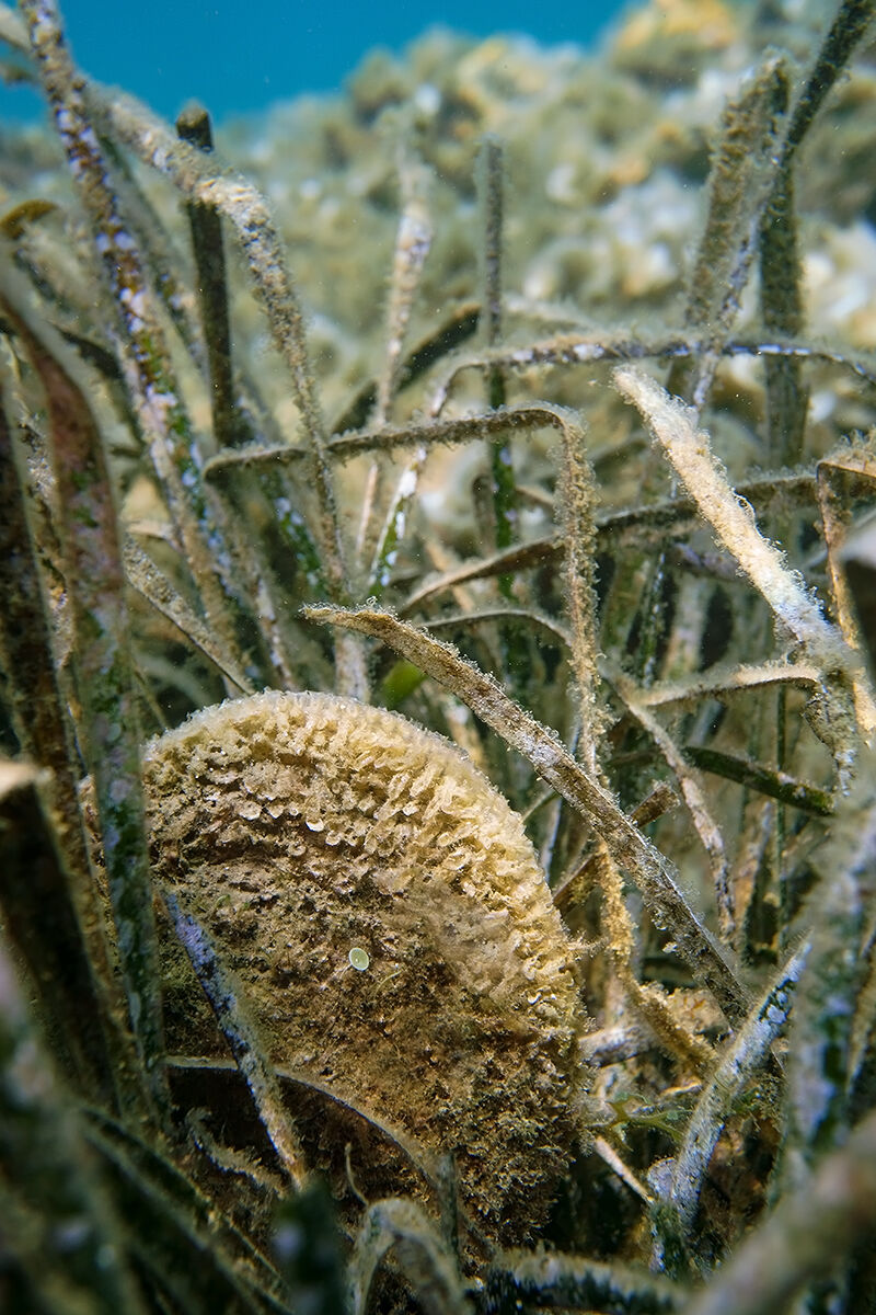 Pinna nobilis su Posidonia oceanica