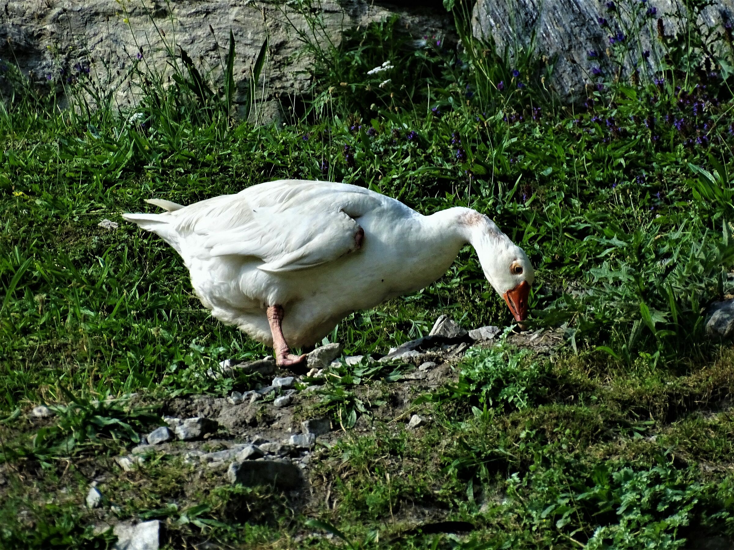 mountain duck.