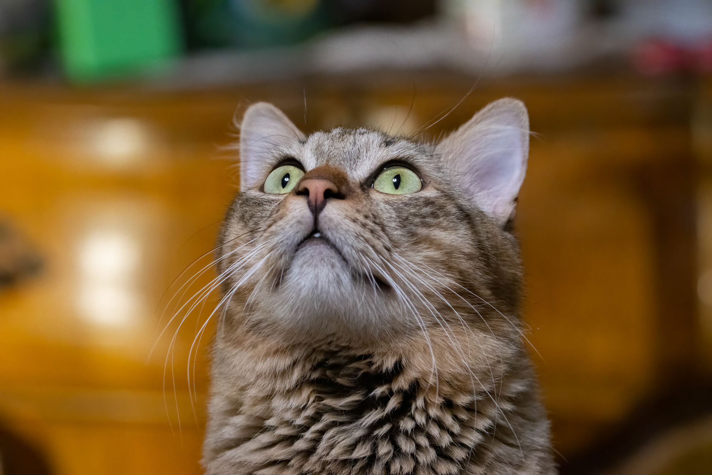 Insect Tracking Mode: Enabled