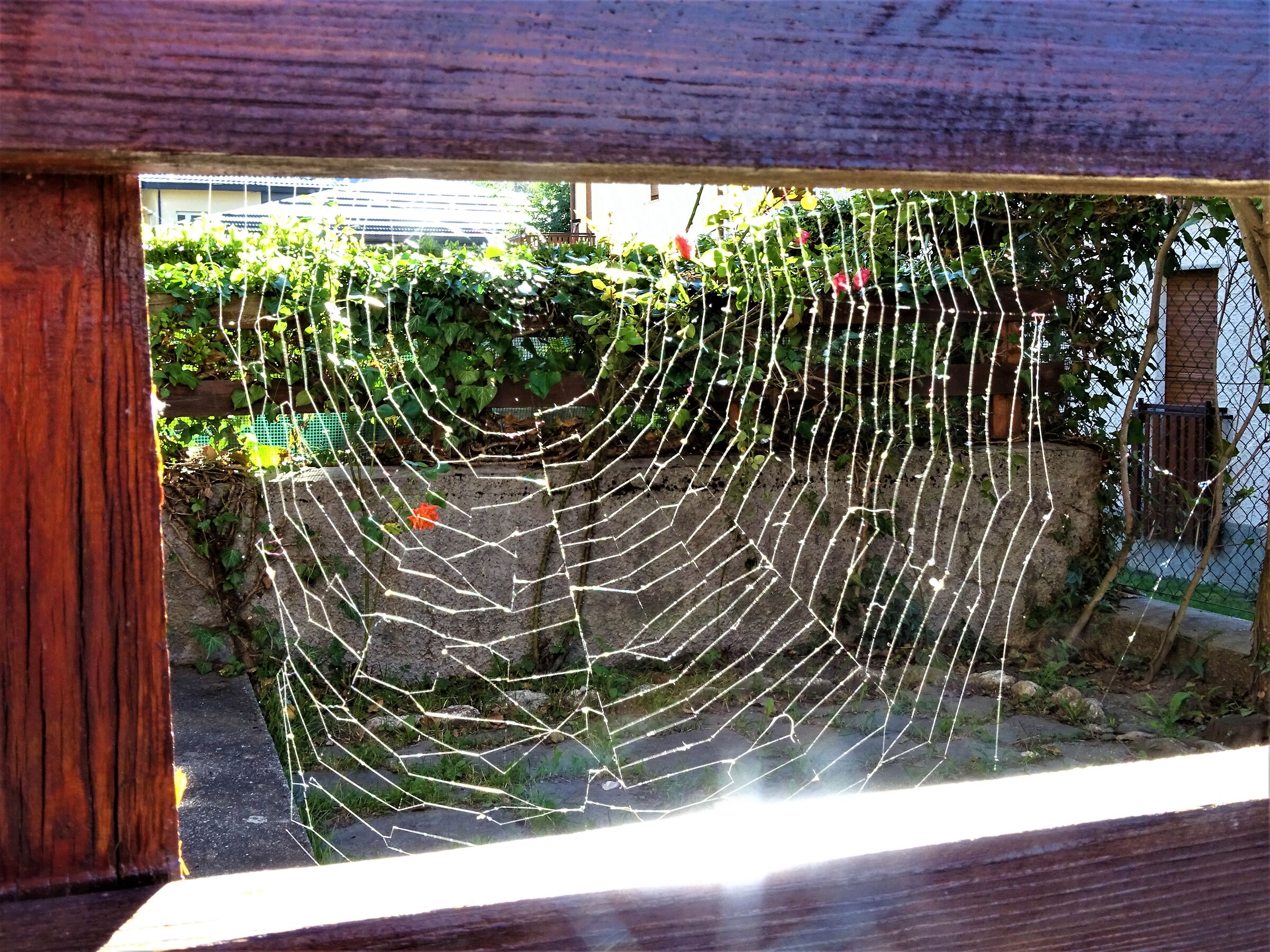 perfect spider web.