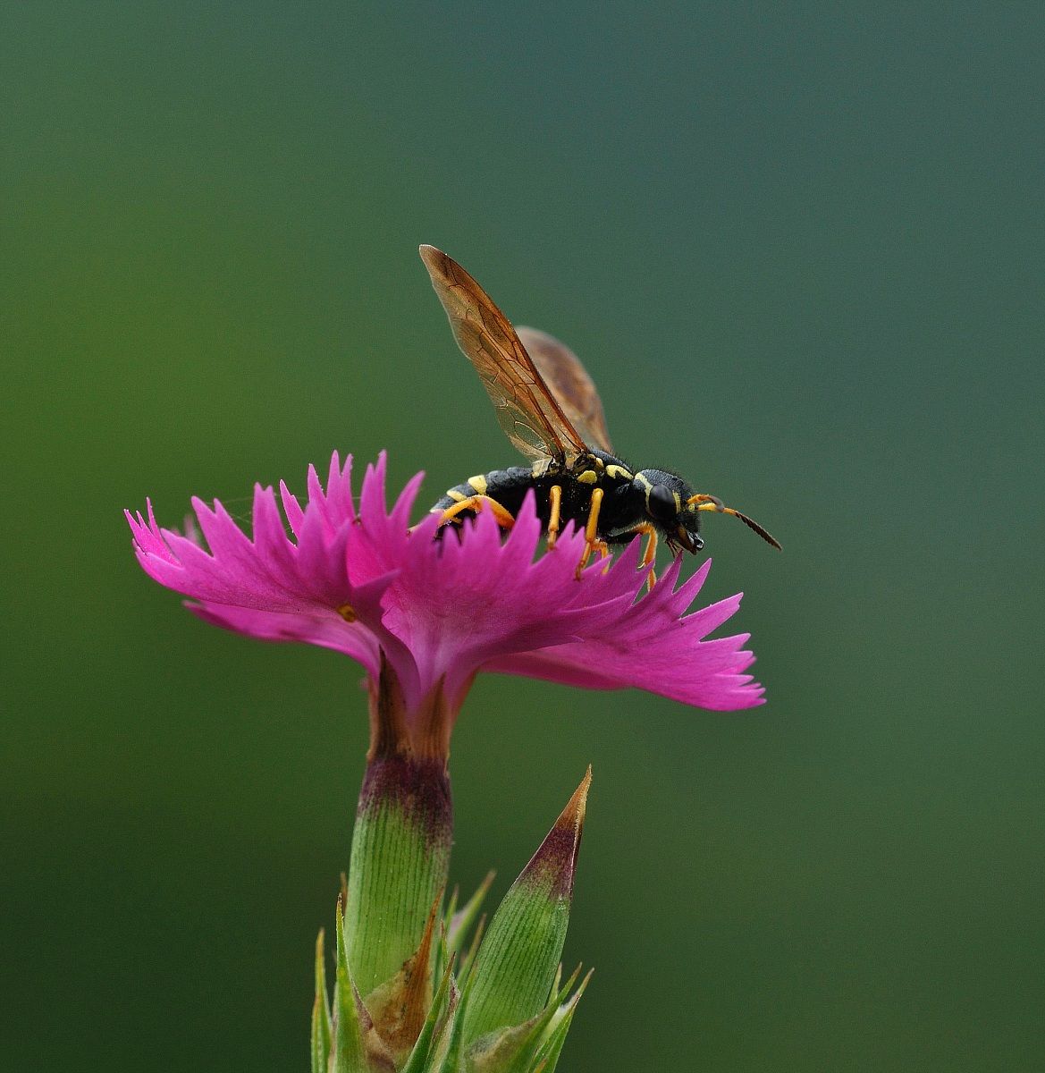 Ma dove mi son addormentata?