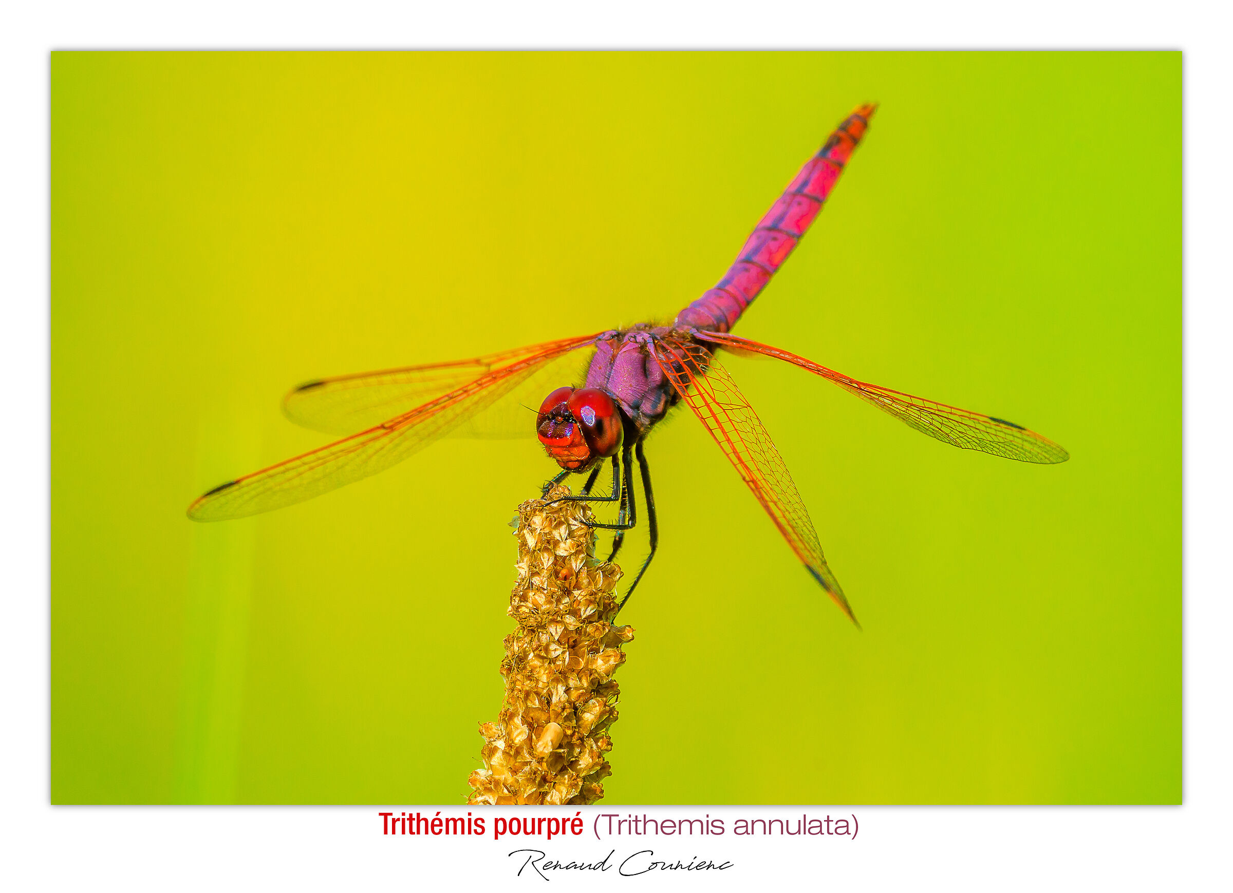 Trithemis annulata (maschio)