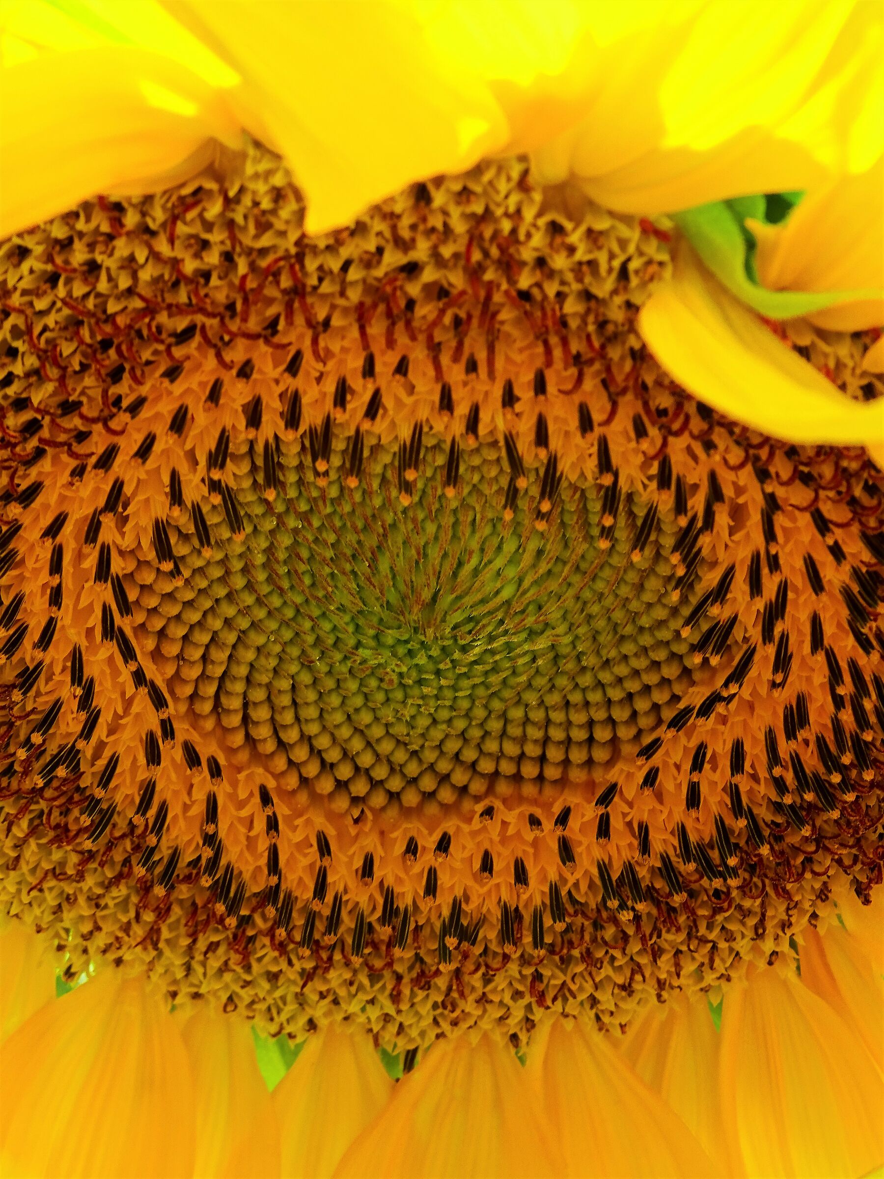 In a sunflower...