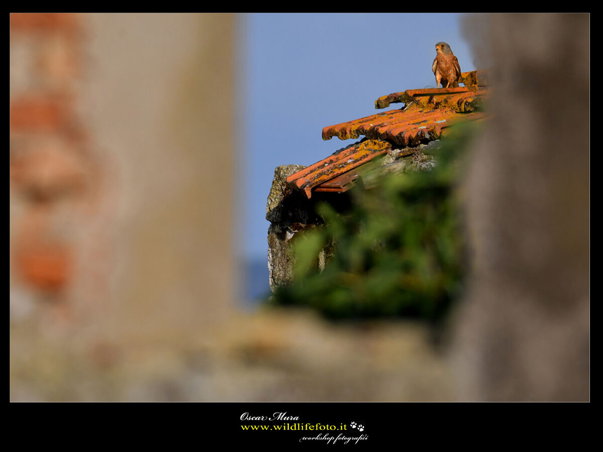 Falco Grillaio Sardinia www.wildlifefoto.it