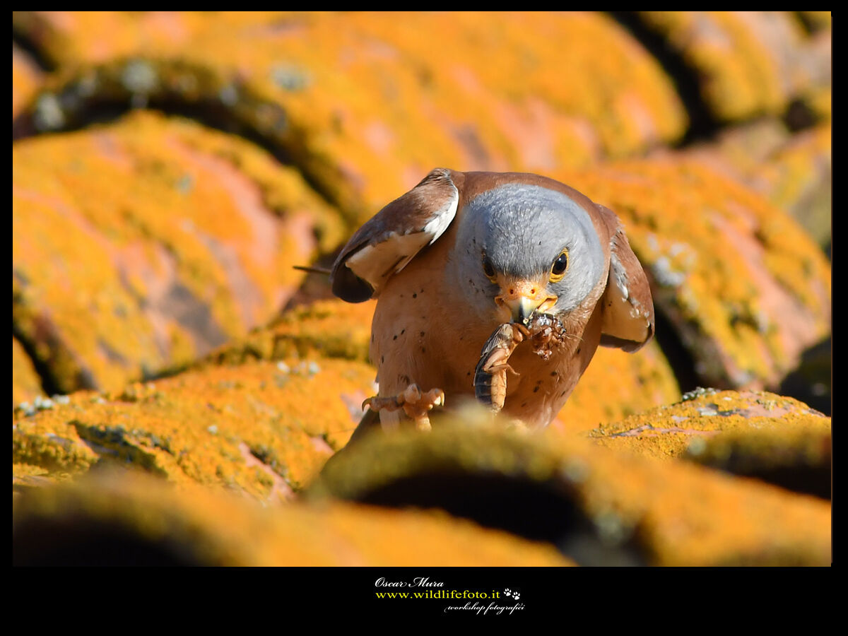 Falco Grillaio Sardegna www.wildlifefoto.it
