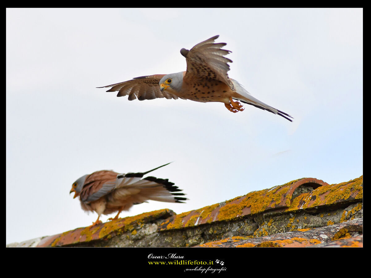 Falco Grillaio Sardegna www.wildlifefoto.it