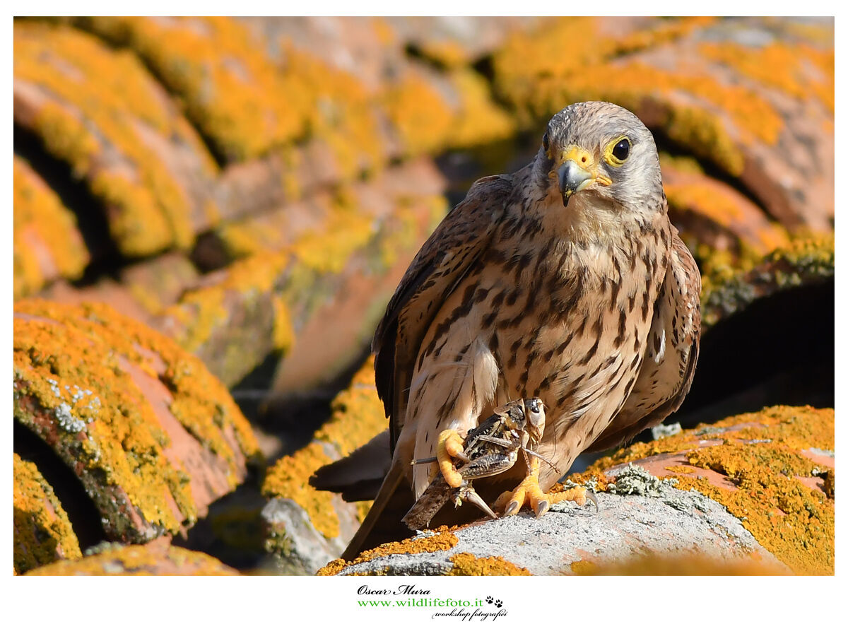 Falco Grillaio Sardegna www.wildlifefoto.it