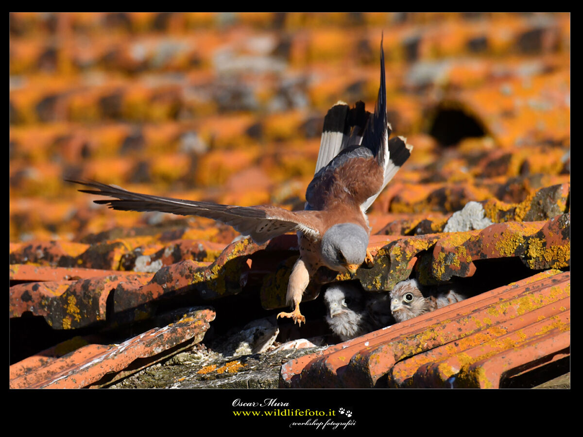 Falco Grillaio Sardegna www.wildlifefoto.it