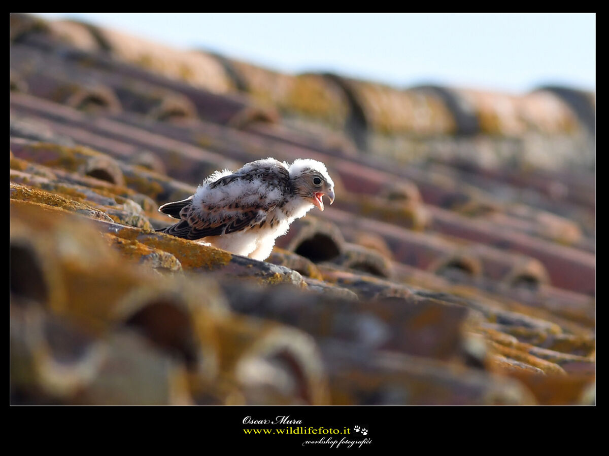Falco Grillaio Sardegna www.wildlifefoto.it