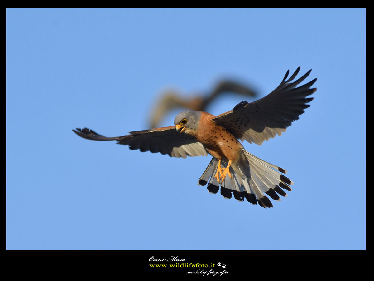 Falco Grillaio Sardinia www.wildlifefoto.it