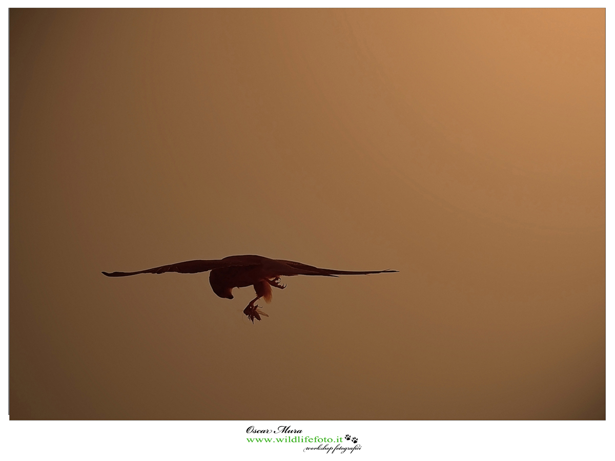 Falco Grillaio Sardegna www.wildlifefoto.it