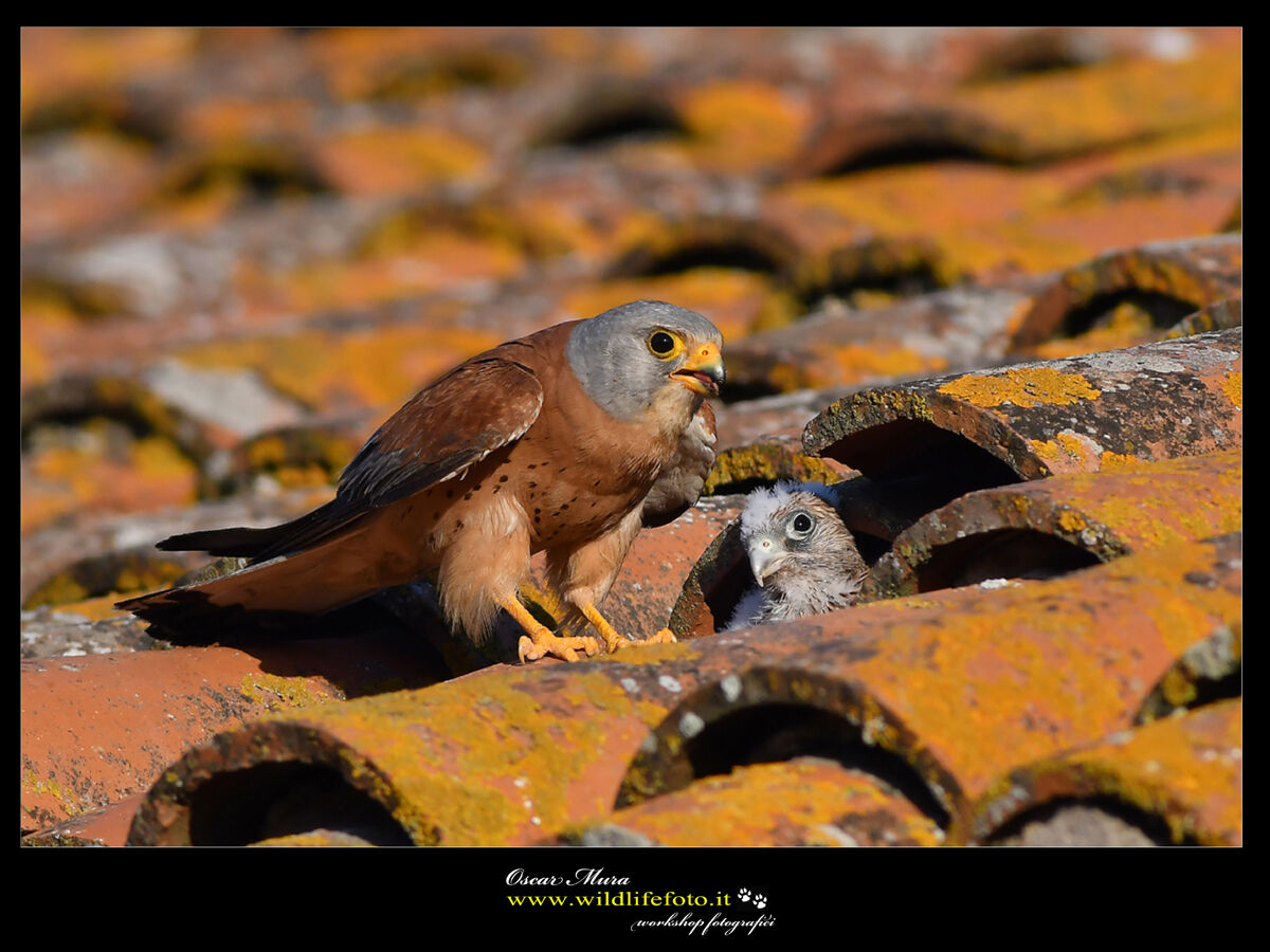 Falco Grillaio Sardegna www.wildlifefoto.it
