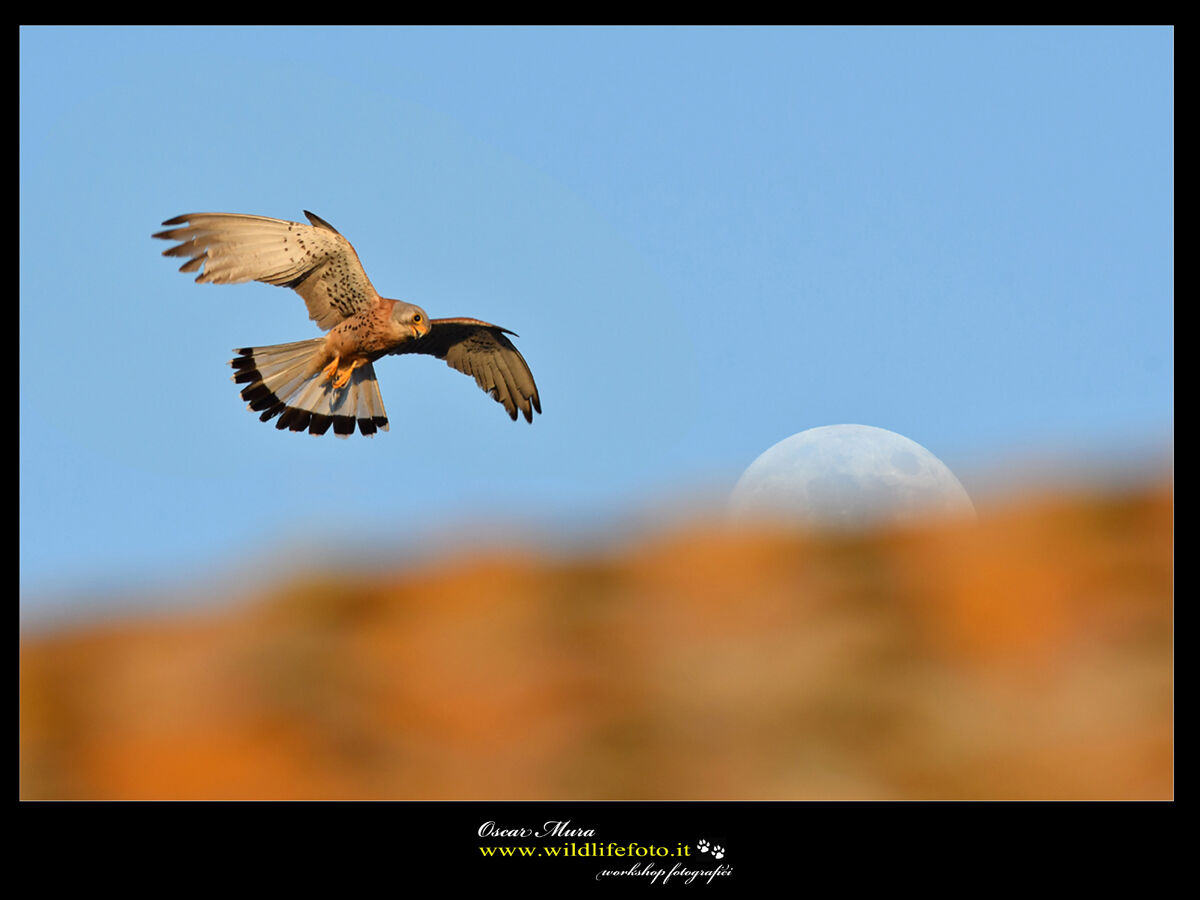 Falco Grillaio Sardegna www.wildlifefoto.it