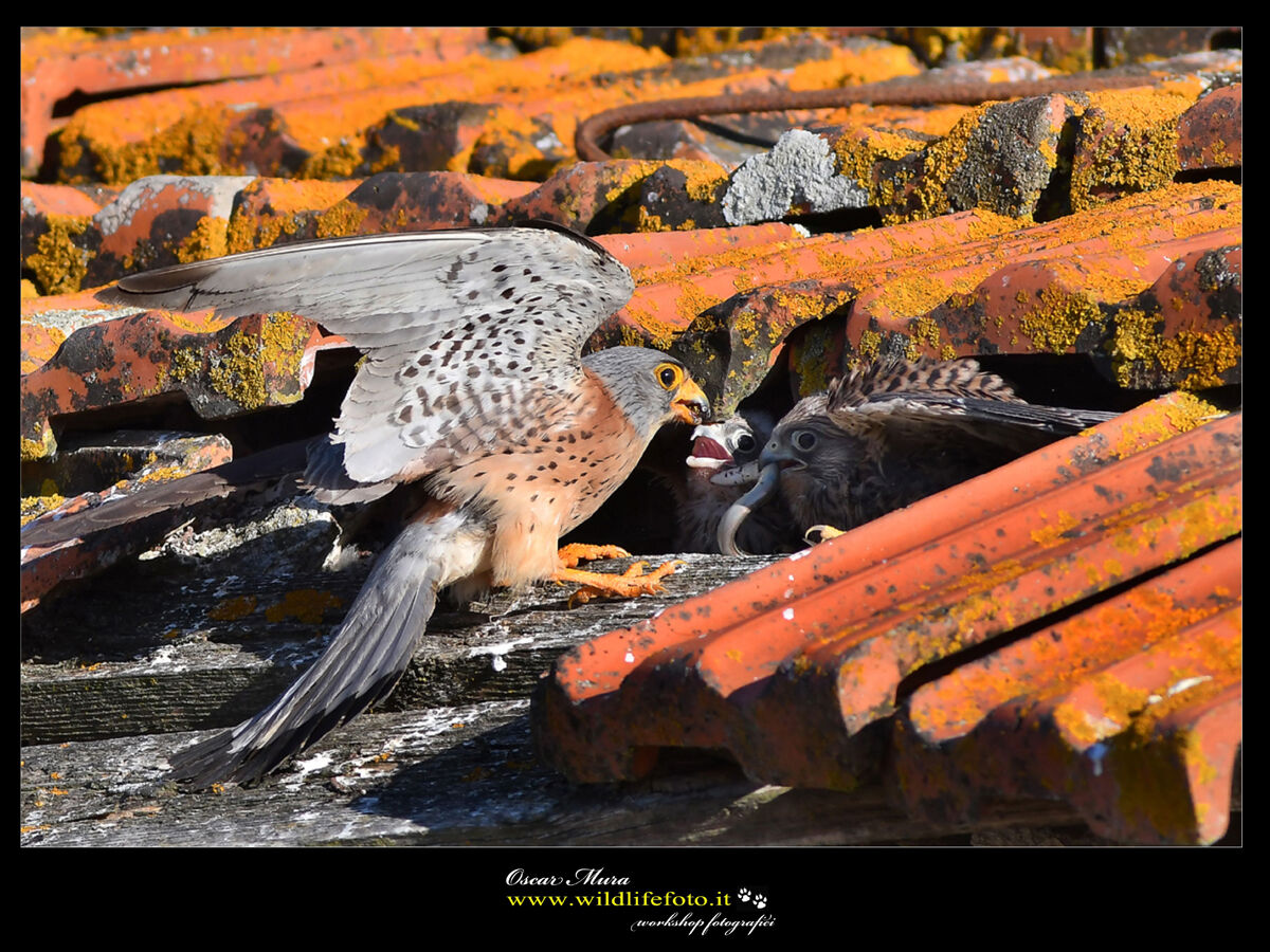 Falco Grillaio Sardegna www.wildlifefoto.it