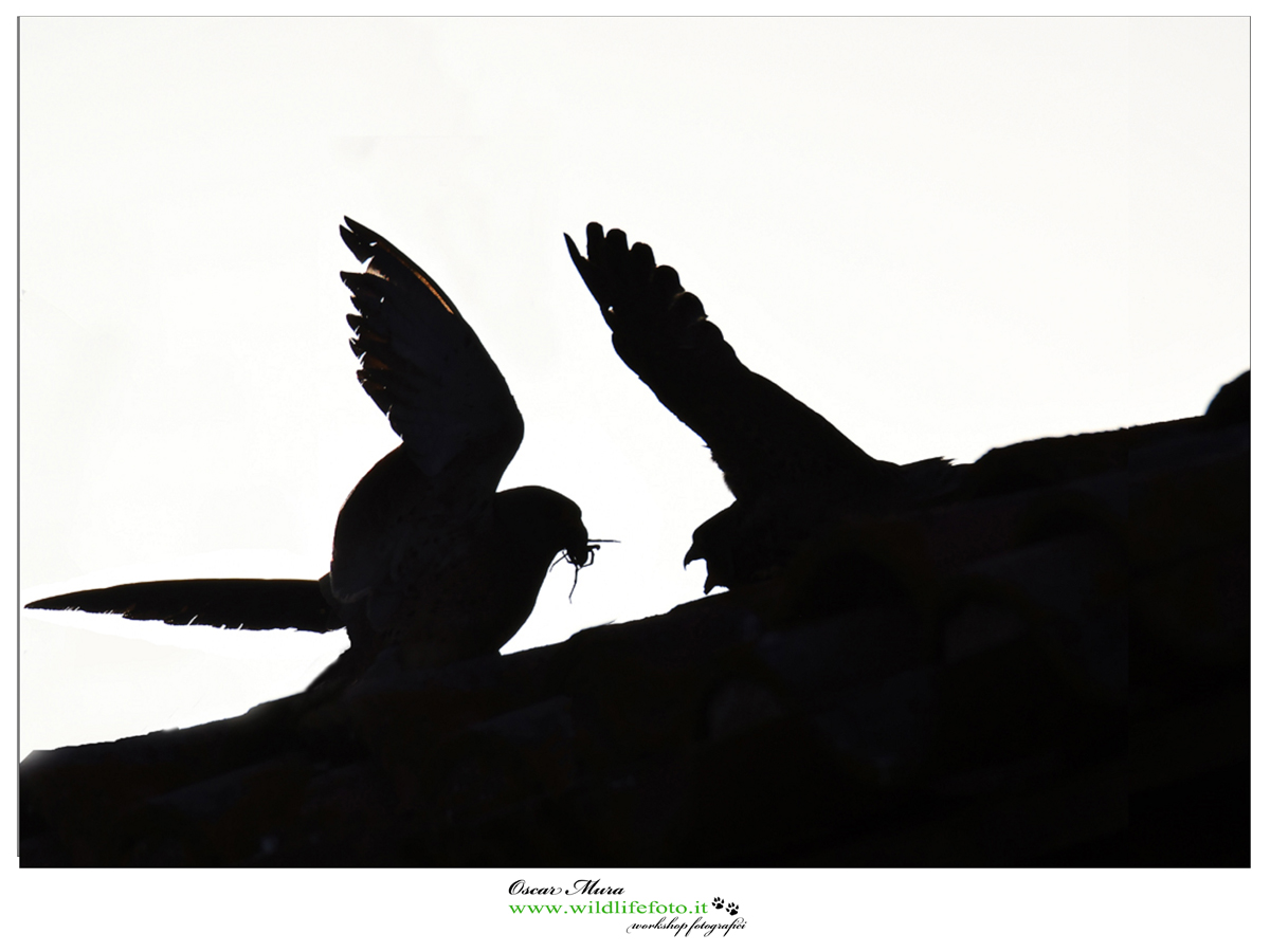 Falco Grillaio Sardinia www.wildlifefoto.it