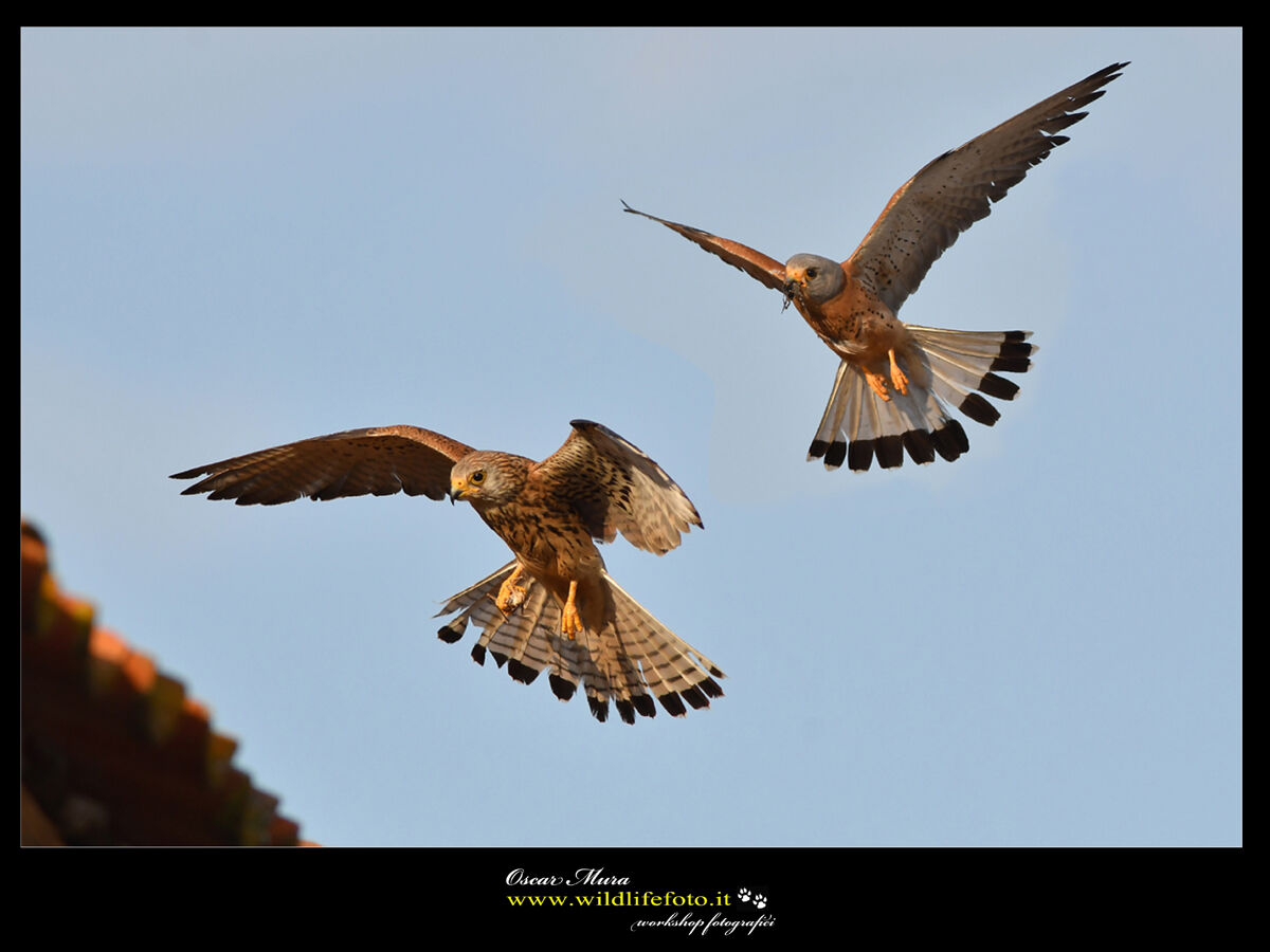 Falco Grillaio Sardegna www.wildlifefoto.it