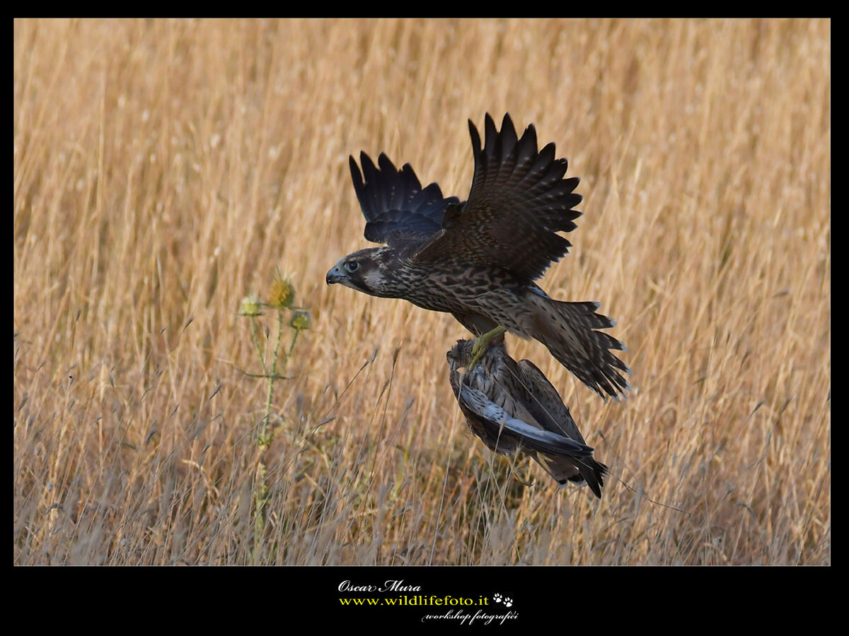 Falco Pellegrino Sardinia www.wildlifefoto.it