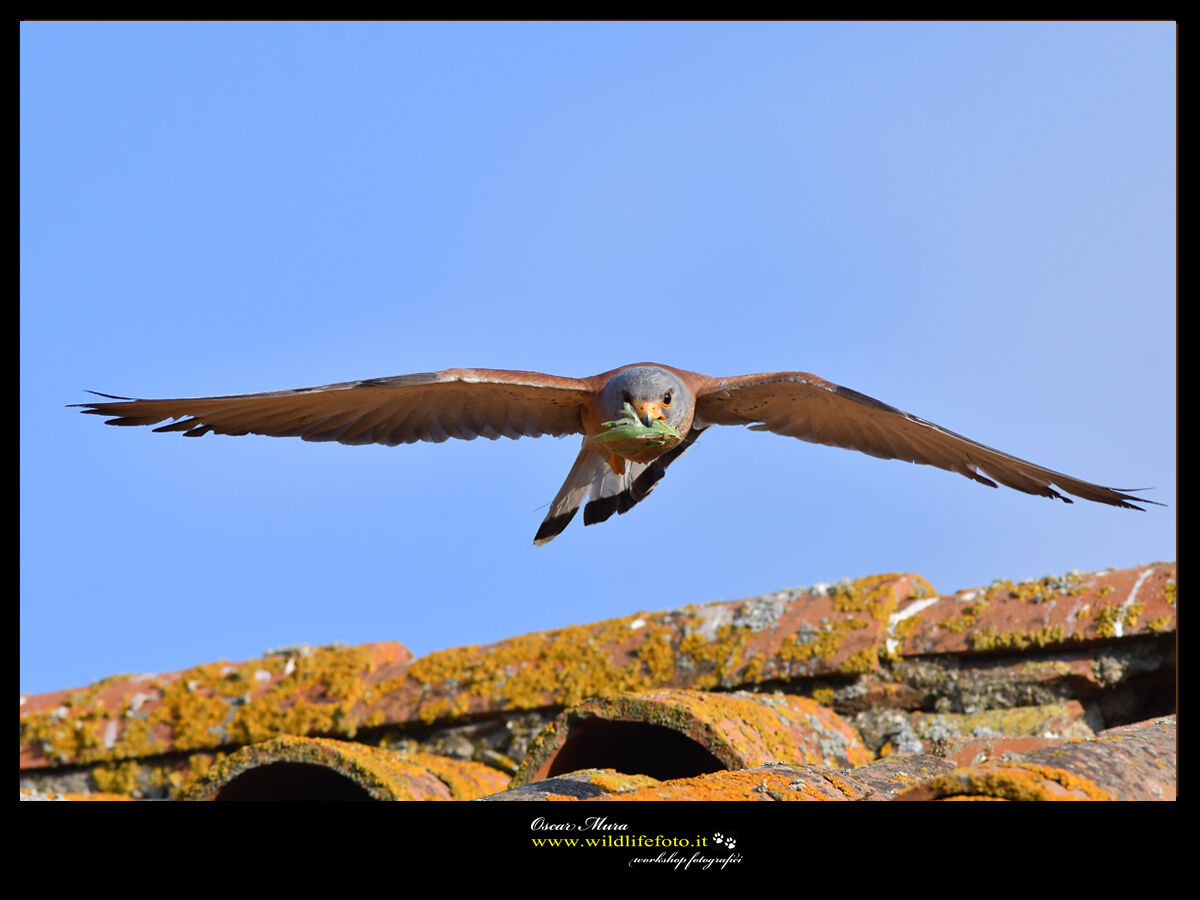 Falco Grillaio Sardinia www.wildlifefoto.it