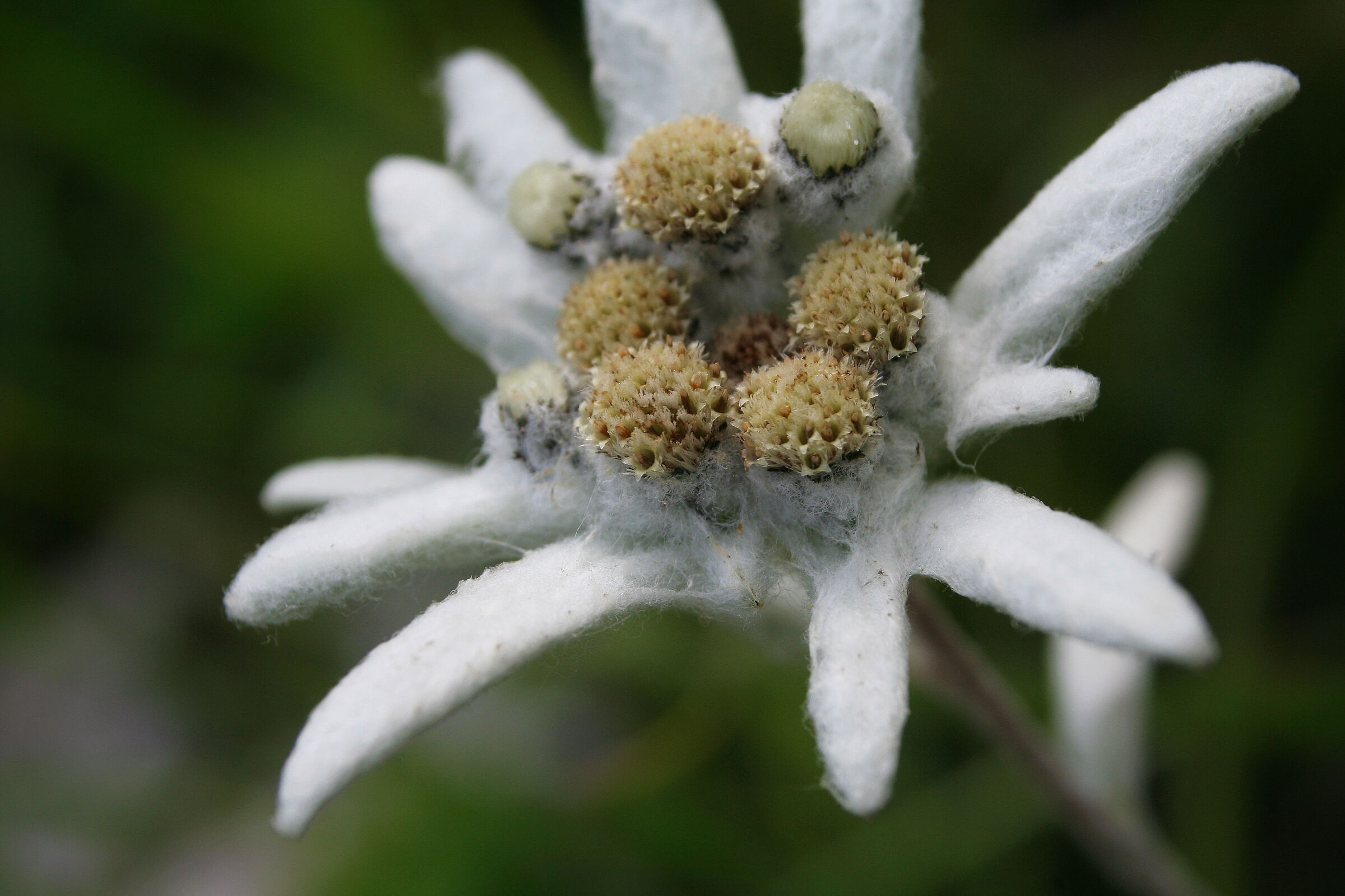 Alpine Star - Edelweiss