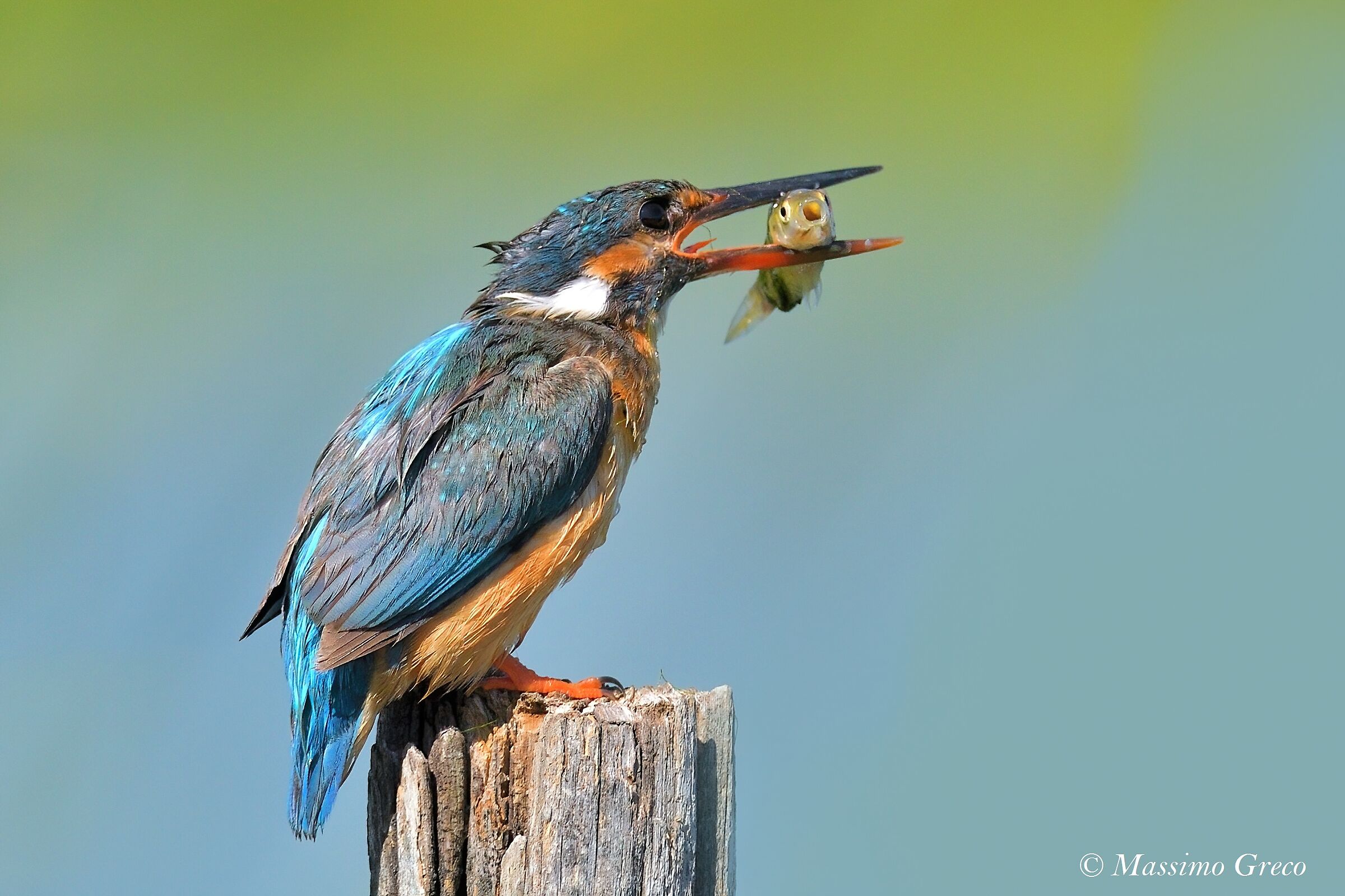 Il pesce sembra quasi stupito di essere stato catturato
