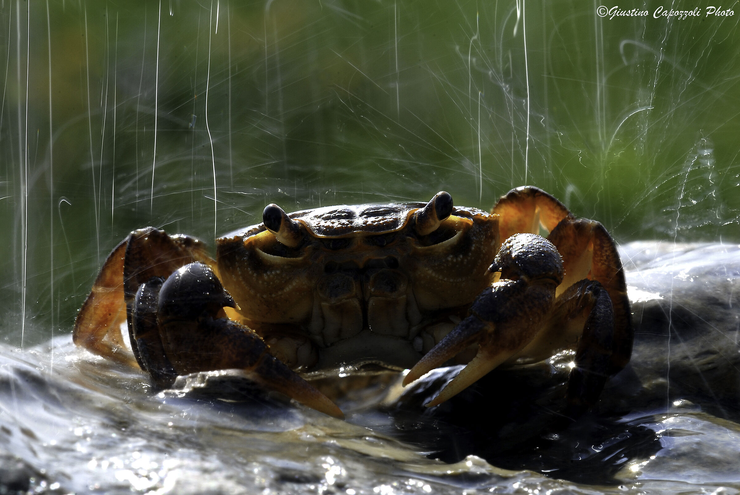 the river crab