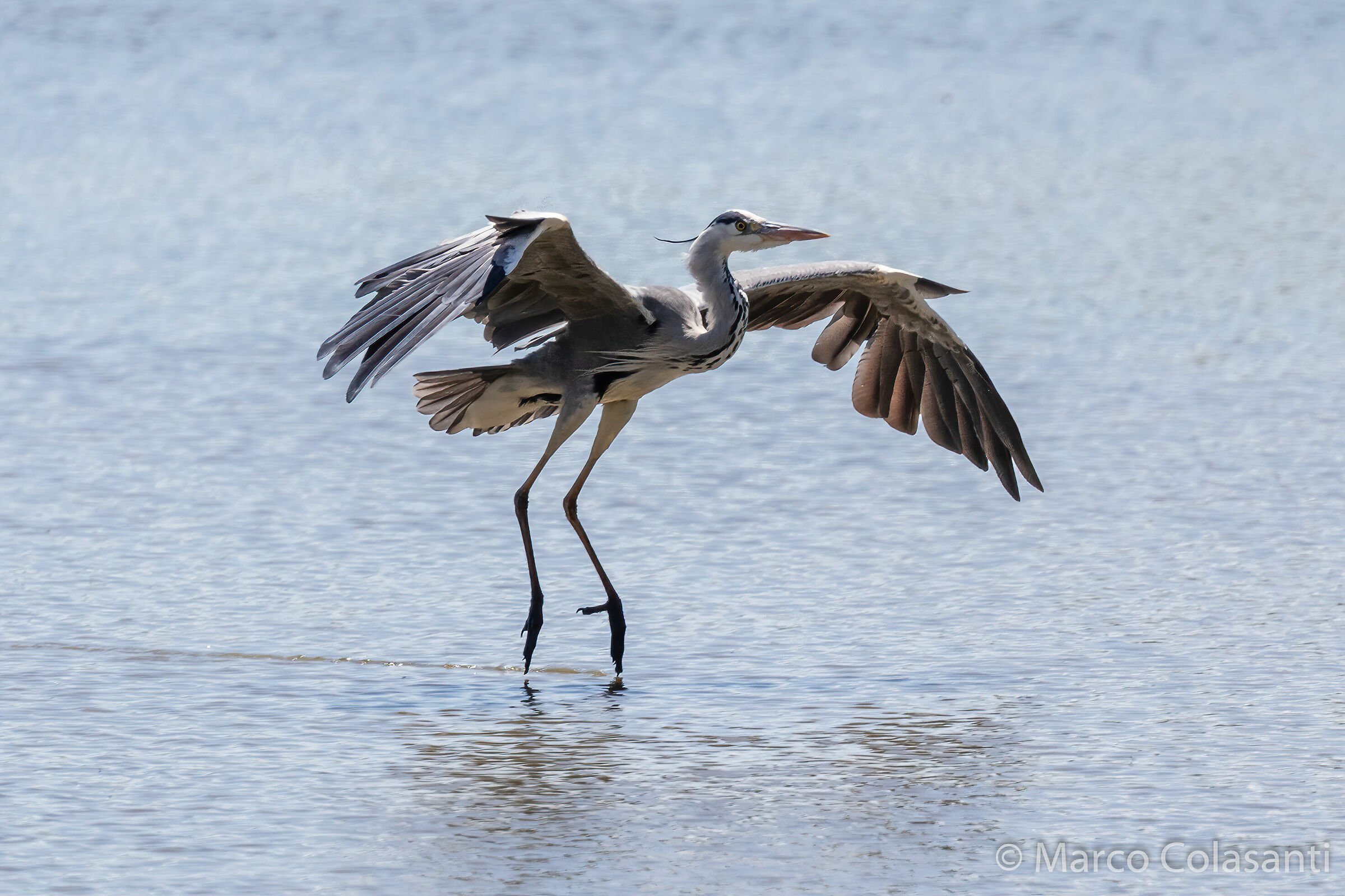 Ash heron landing