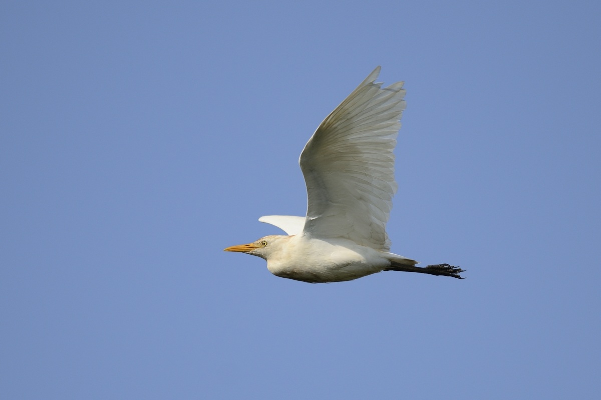 Cattle Egret