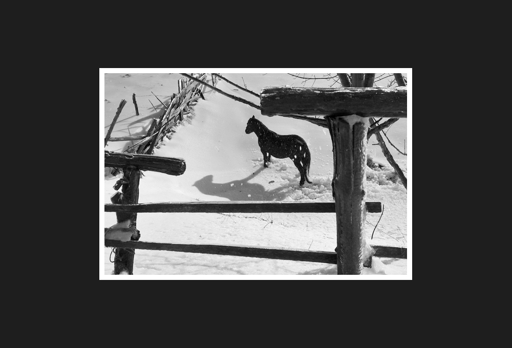 black horse on the pomegranate hill, 2012