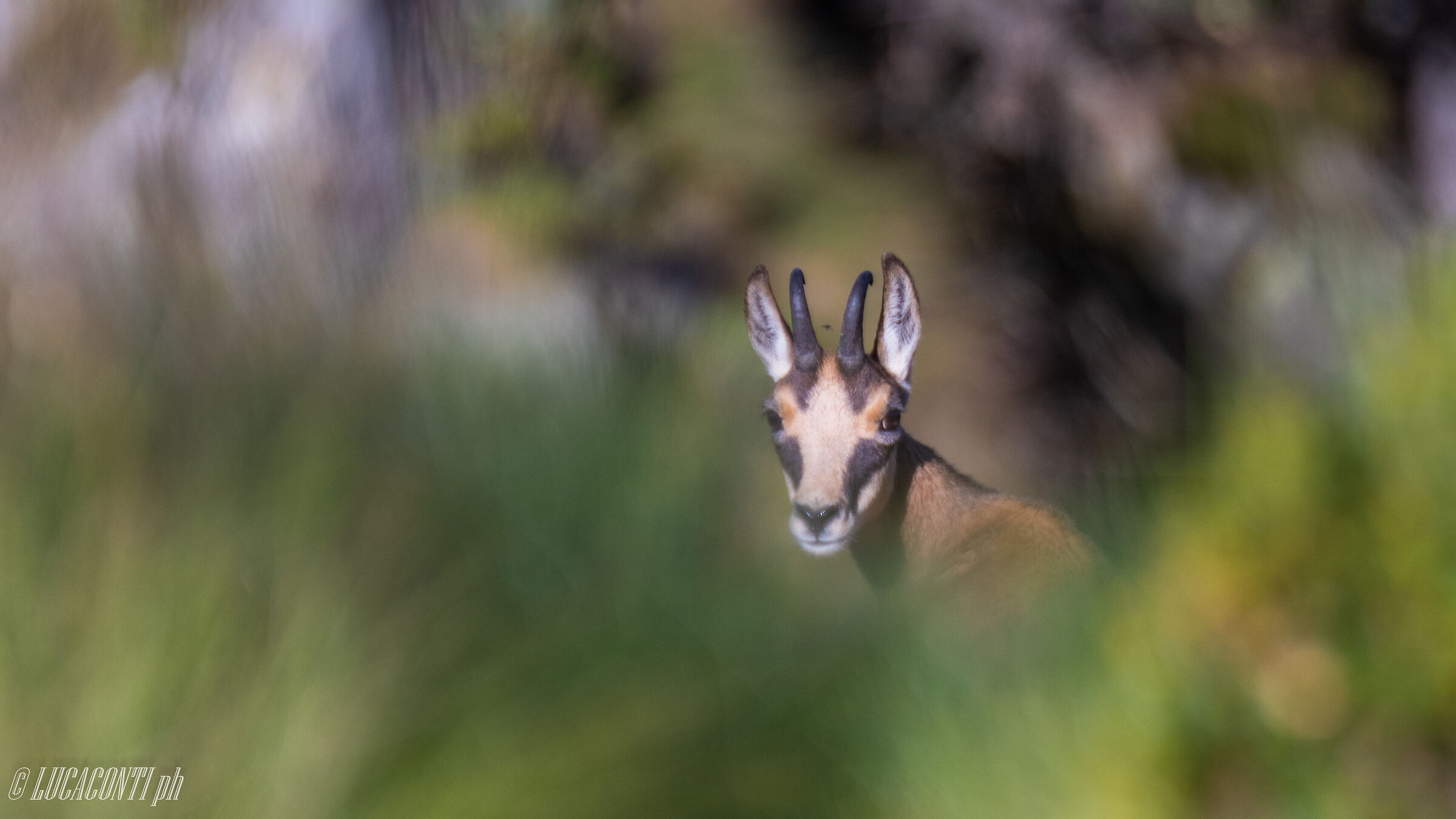 Camoscio Alpino (Valsassina)