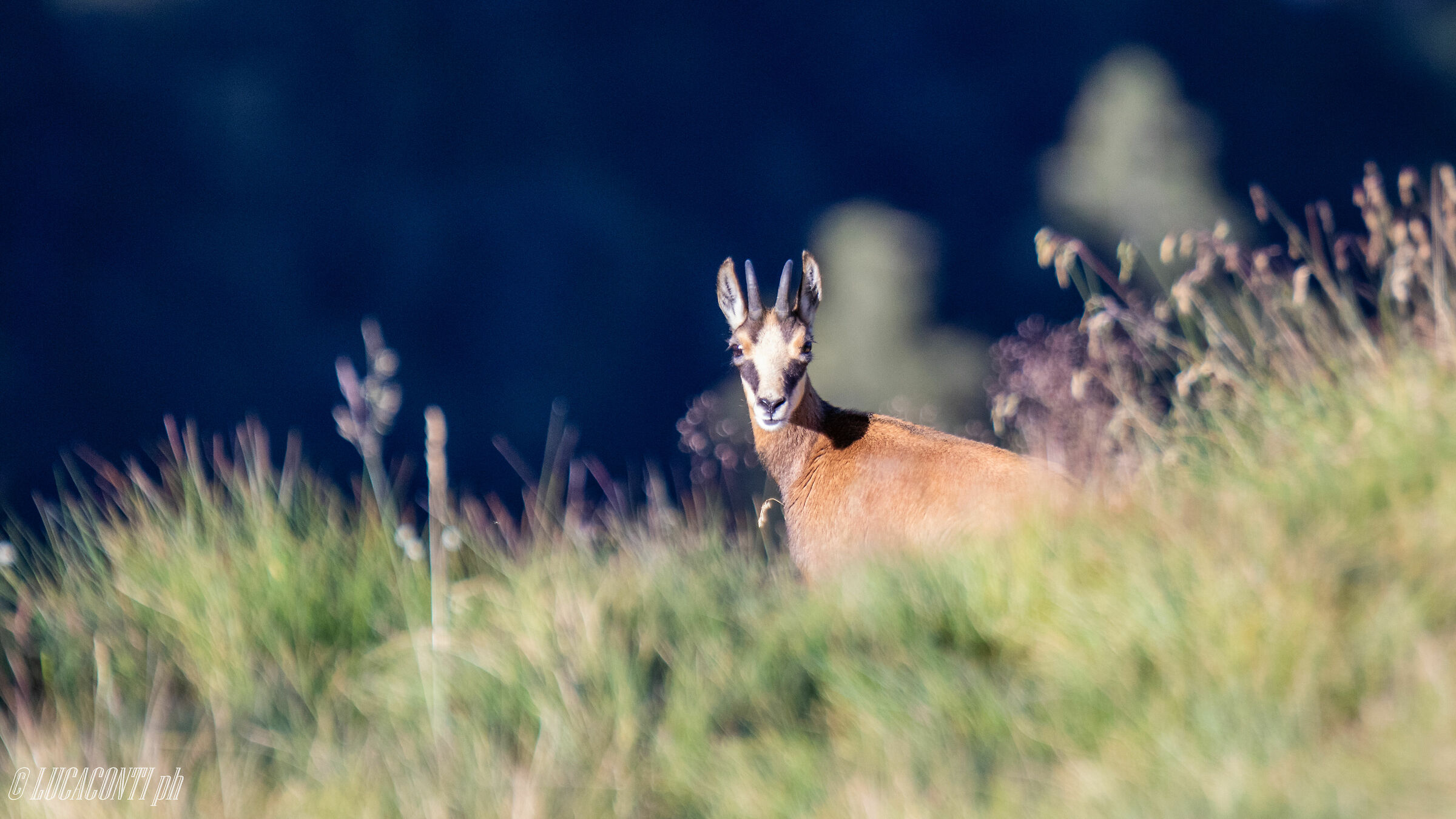 Camoscio Alpino (Valsassina)