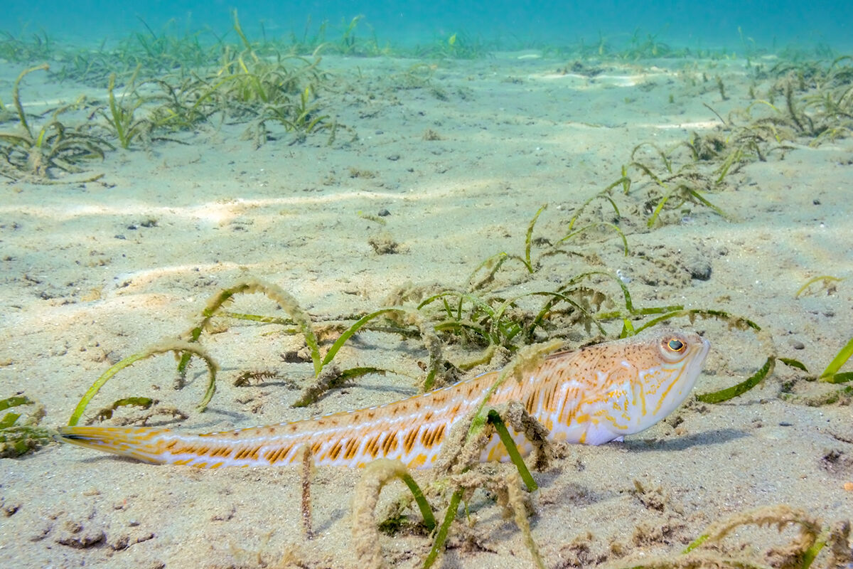 Tracina drago (Trachinus draco)