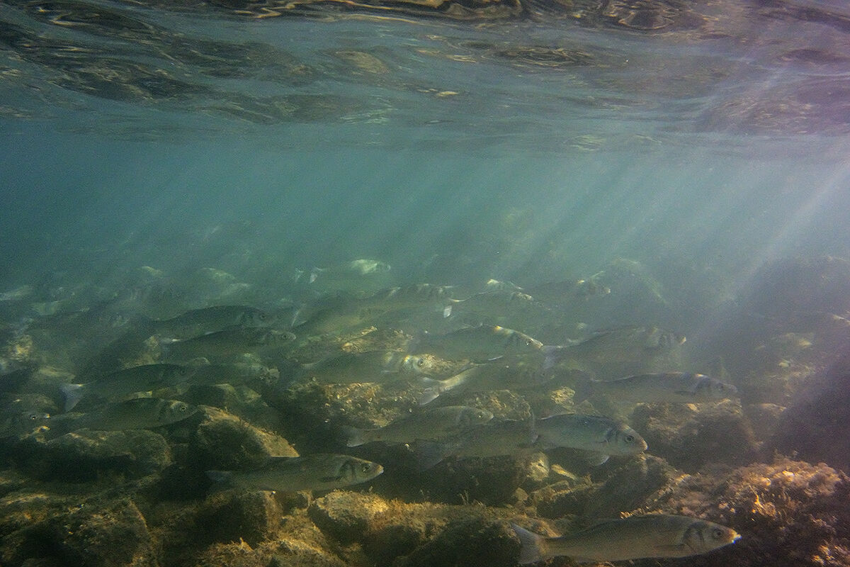 Spigole (Dicentrarchus labrax)