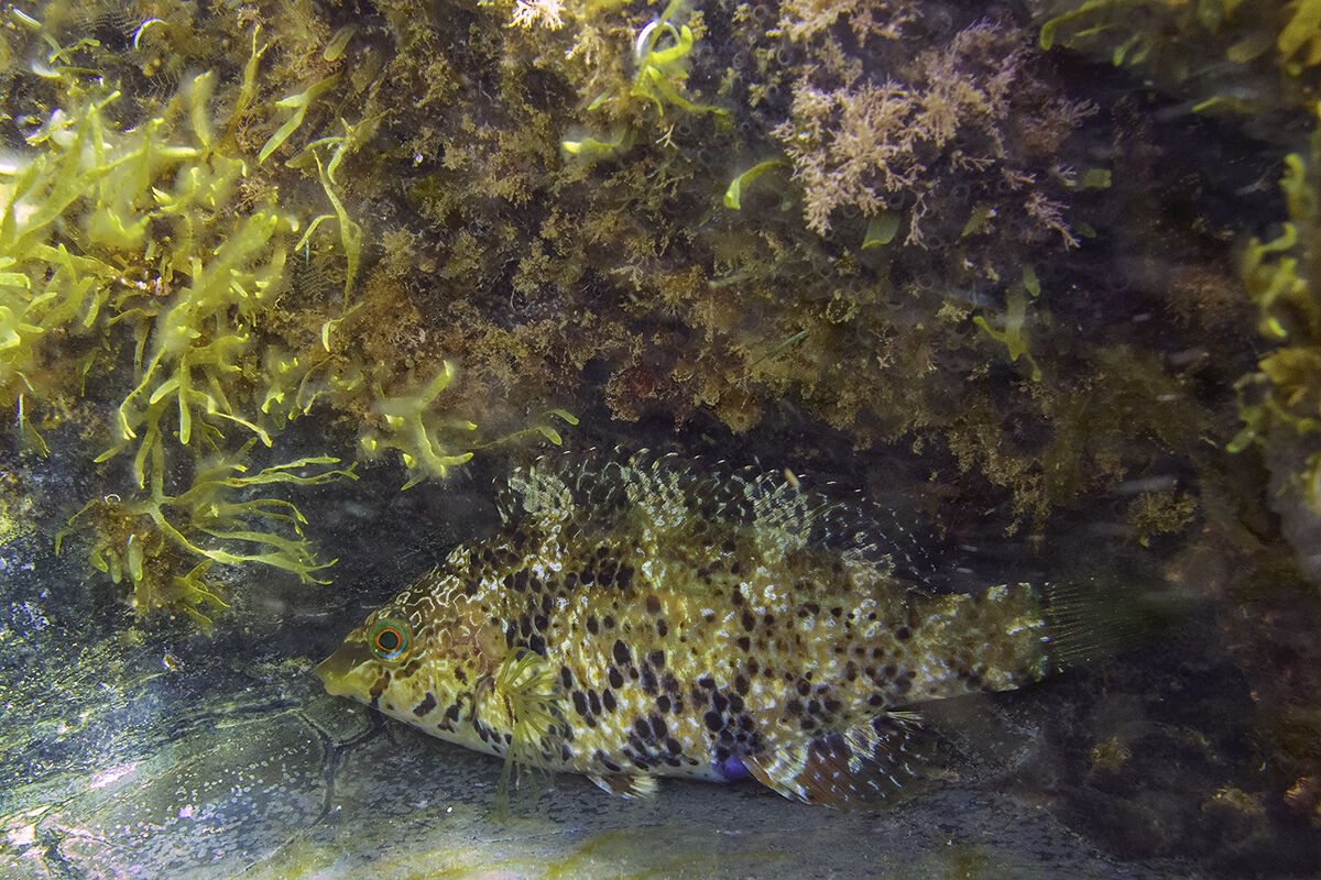 Tordo verde (Symphodus roissali)