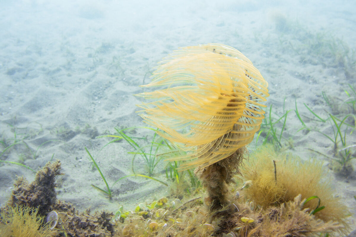 Spirografo (Sabella spallanzani)