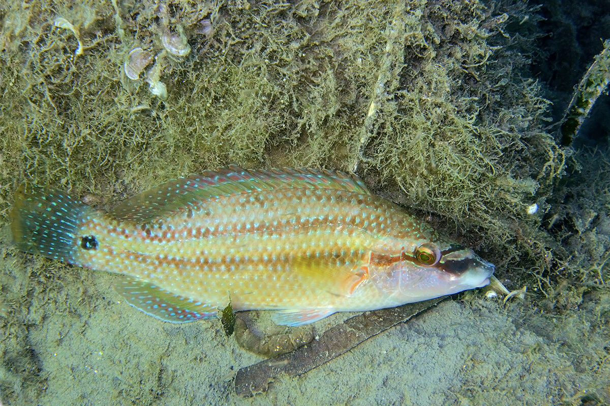 Tordo pavone (Symphodus tinca)