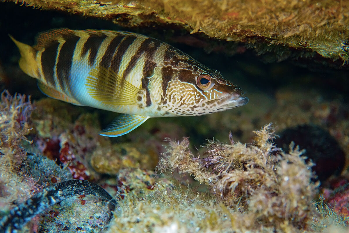 Sciarrano (Serranus scriba)