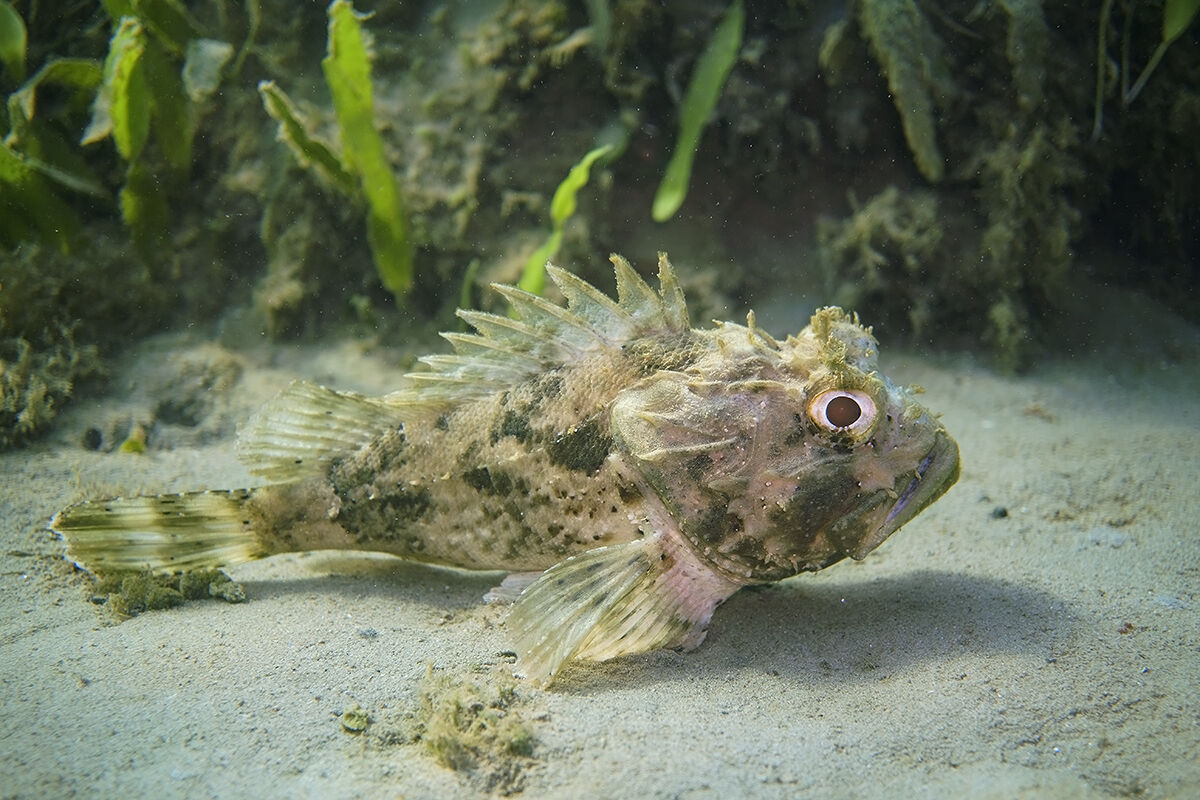 Scorfano nero (Scorpaena porcus)