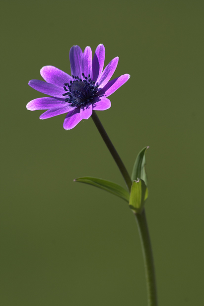 Anemone fior-stella