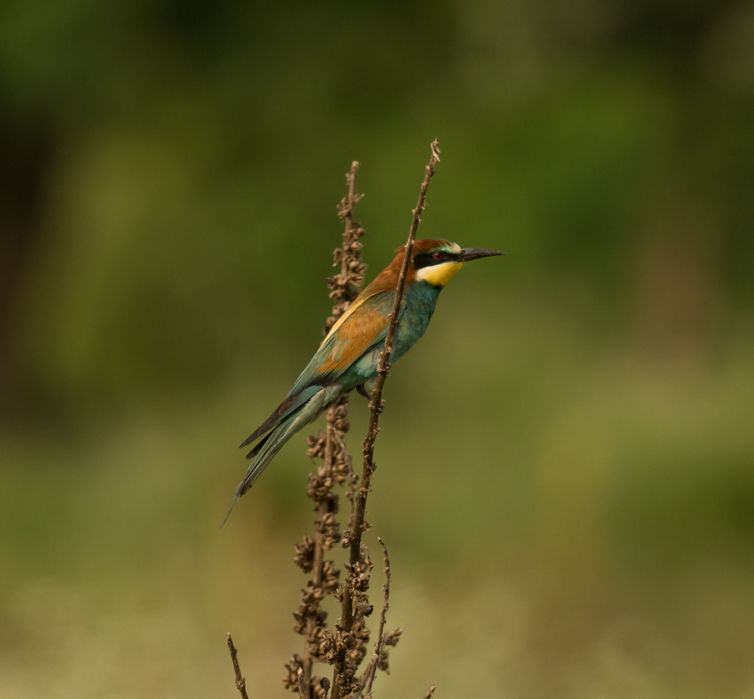 Crane (Merops apiaster)