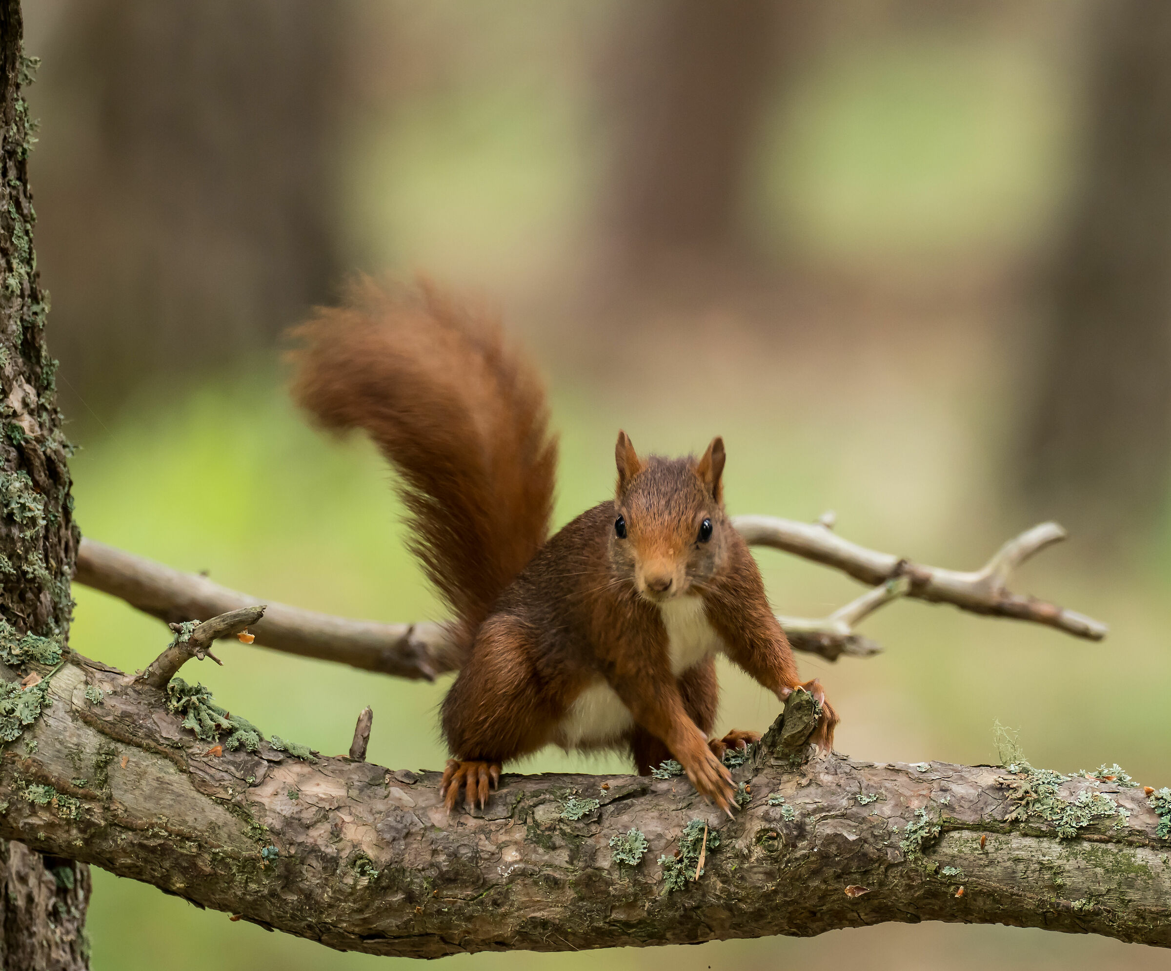 Scoiattolo (Sciurus vulgaris)