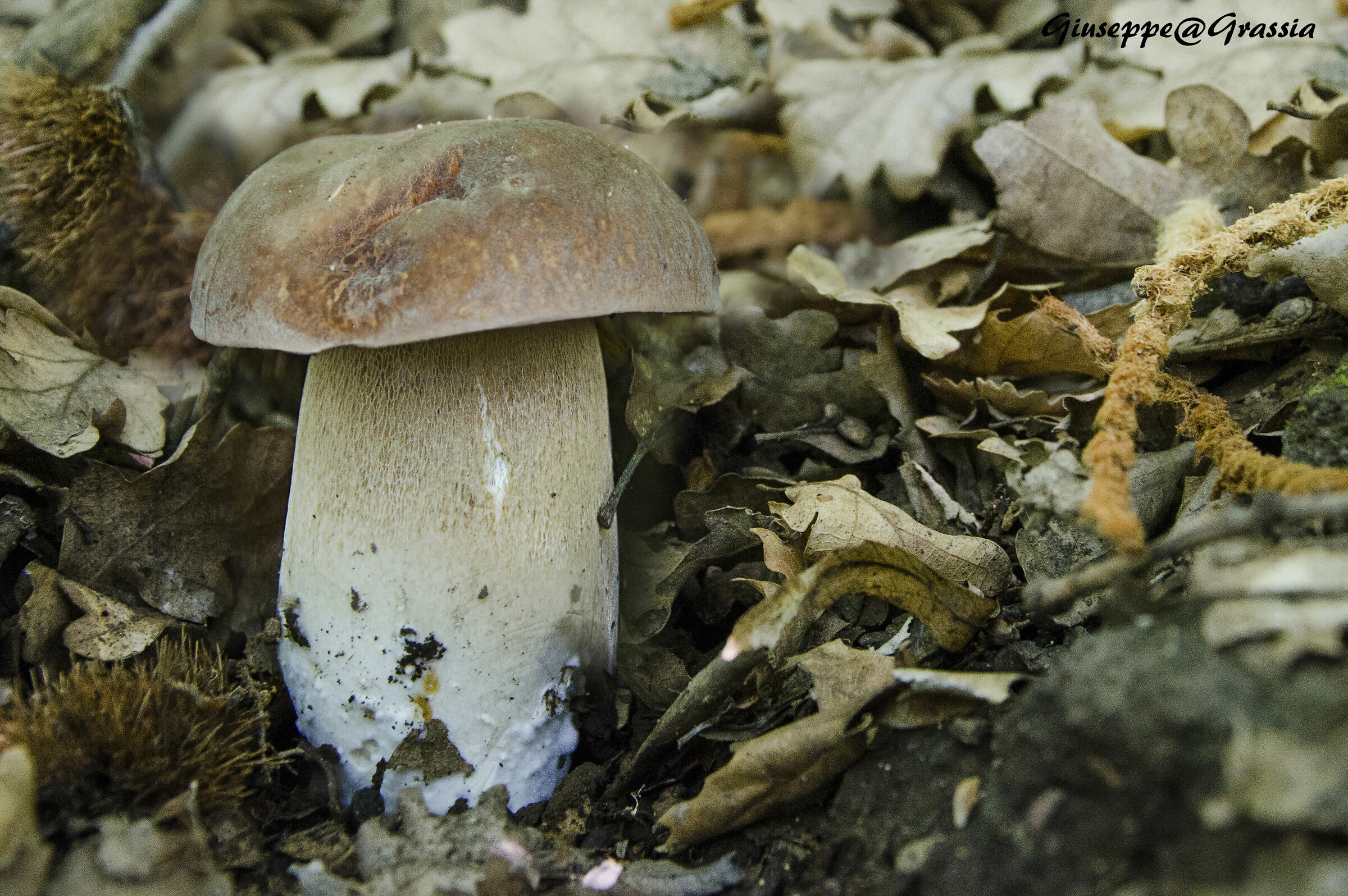 Boletus Aestivalis