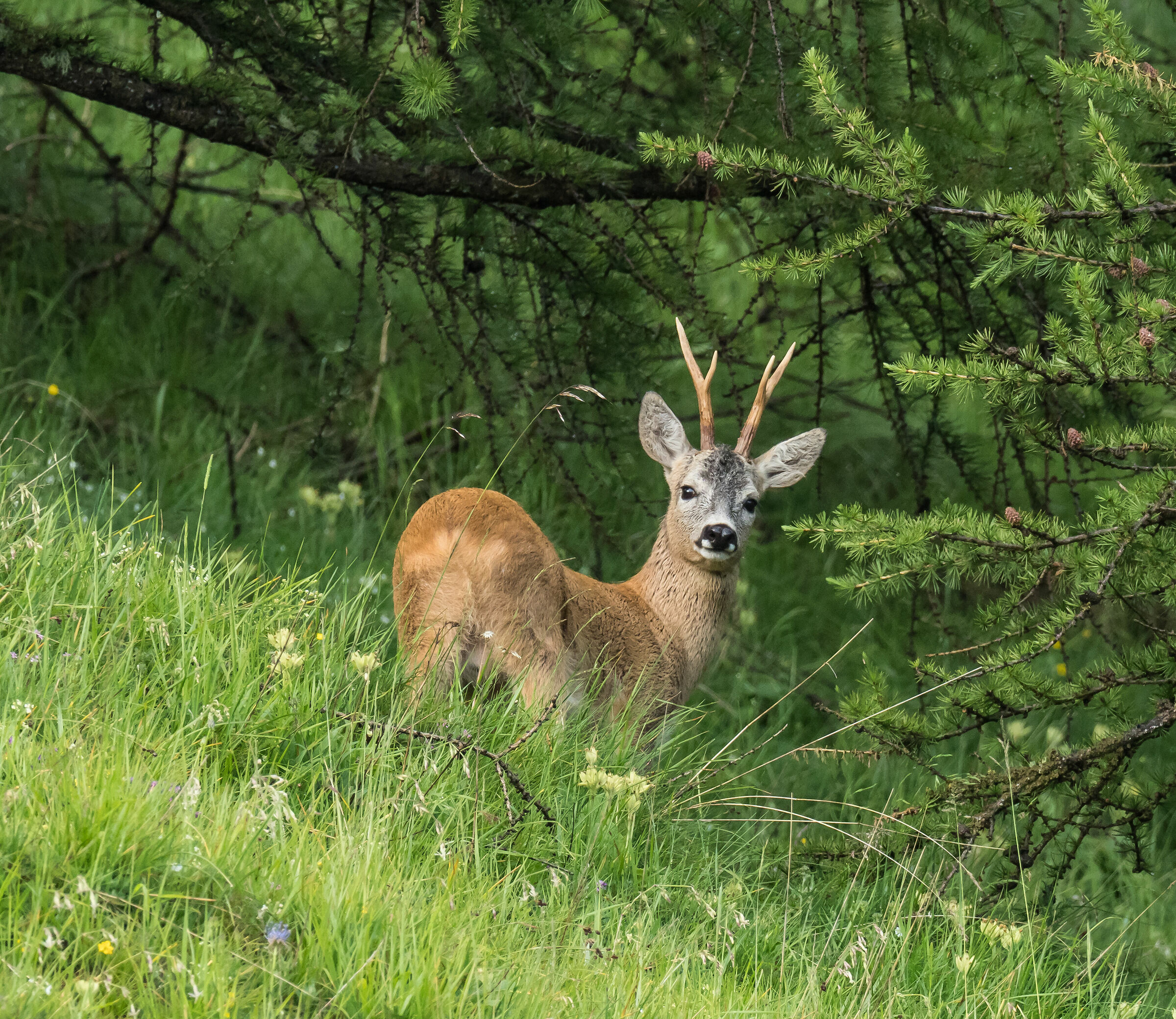 Capriolo (Capreolus capreolus)