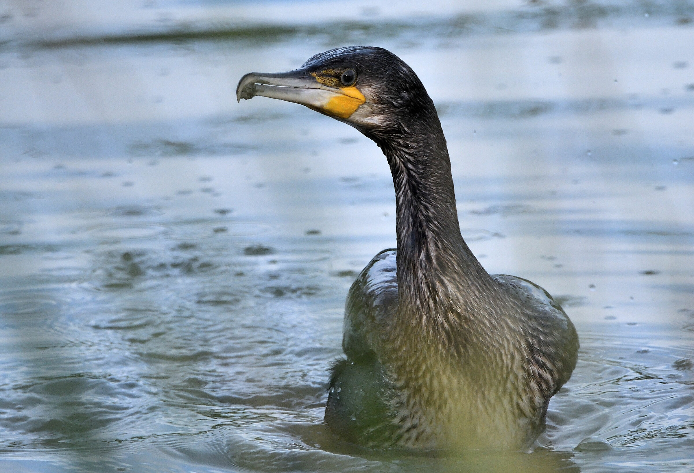 the cormorant.