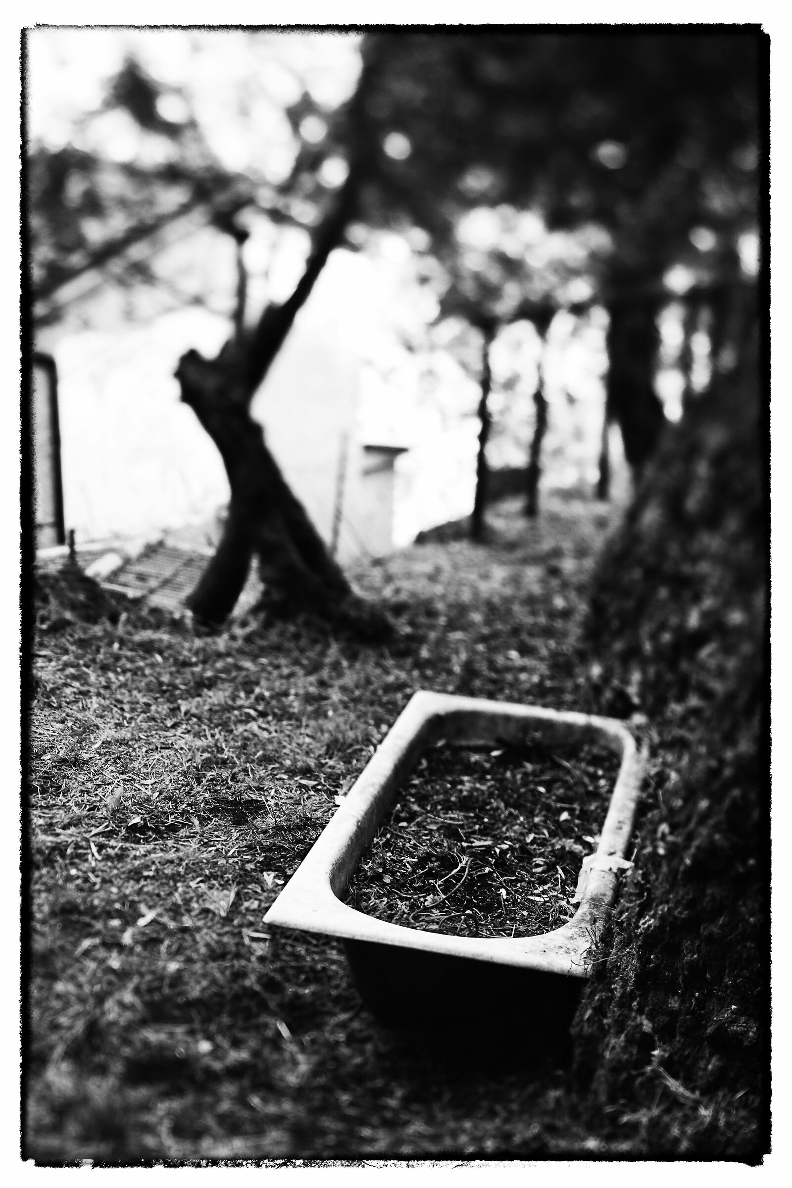 Olive Trees and Bathtubs