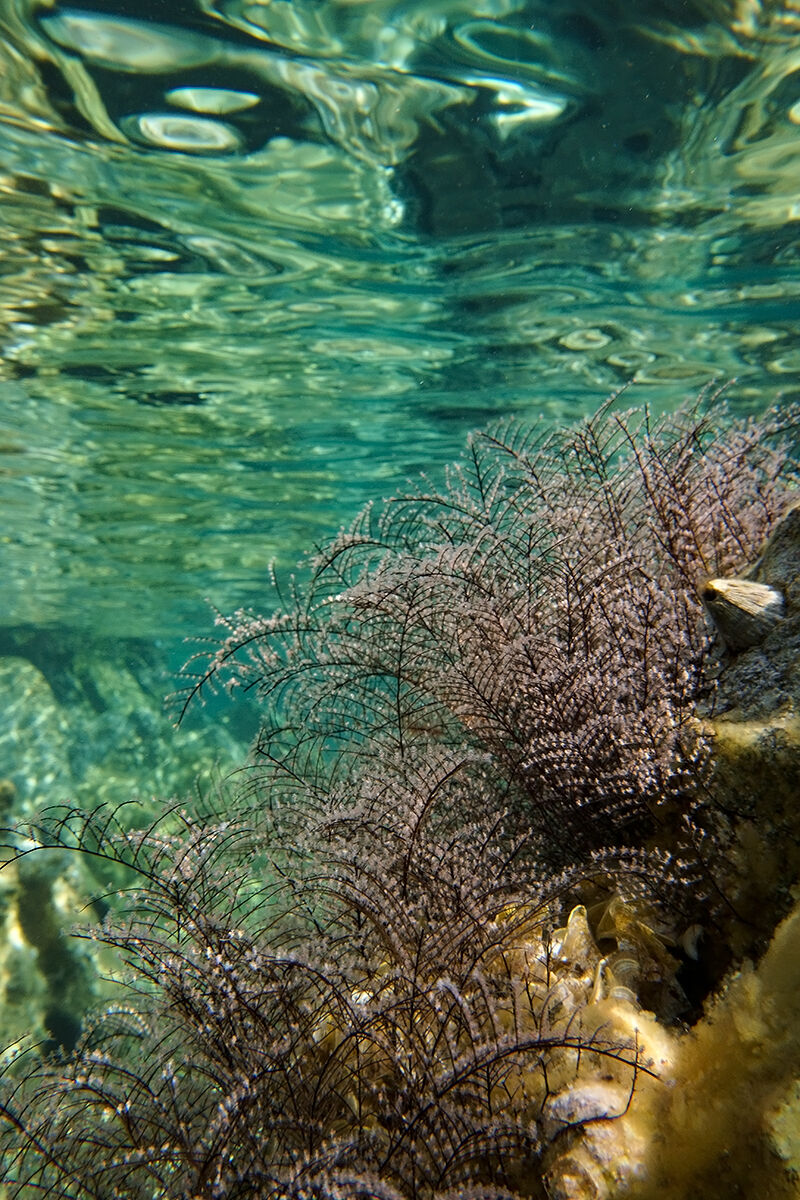 Idroidi a piuma (Pennaria disticha)