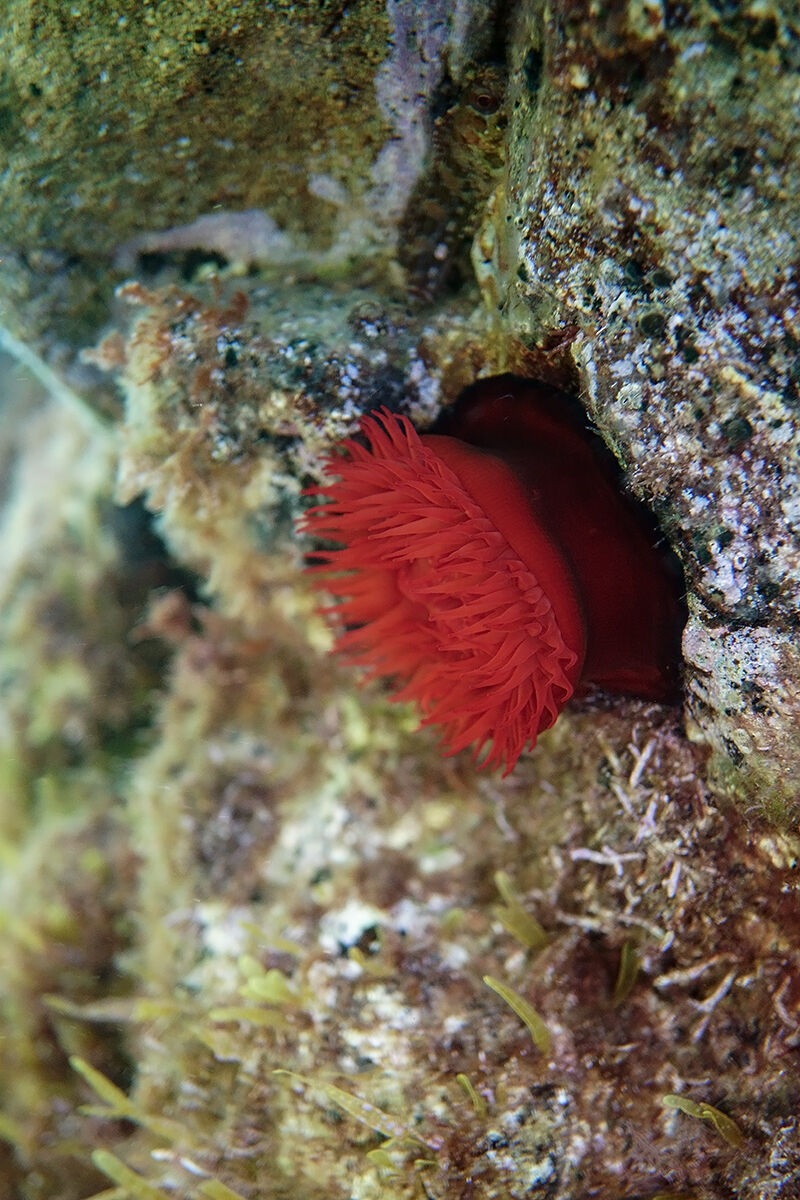 Pomodoro di mare (Actinia equina)